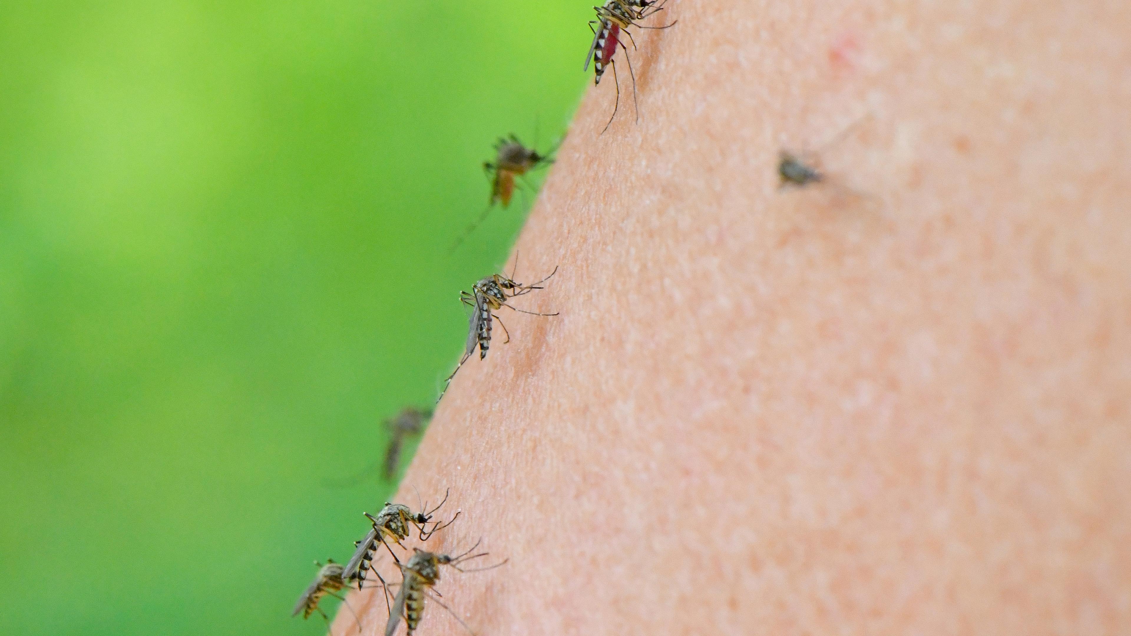  Mehrere Mücken der Art Aedes vexans sind auf dem Arm einer Frau zu sehen. 