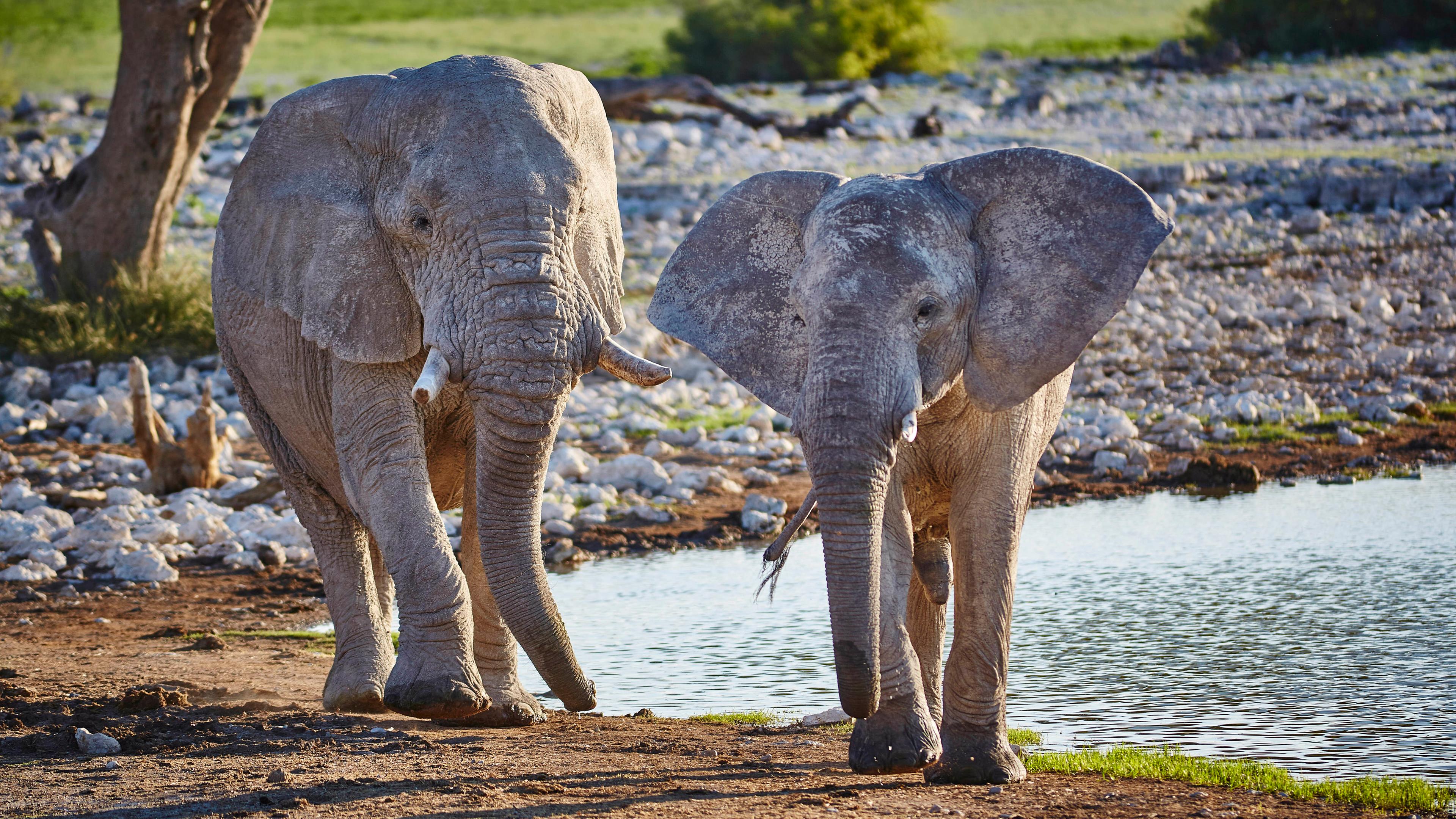 Elefanten an einer Wasserstelle im Etosha Nationalpark in Namibia.