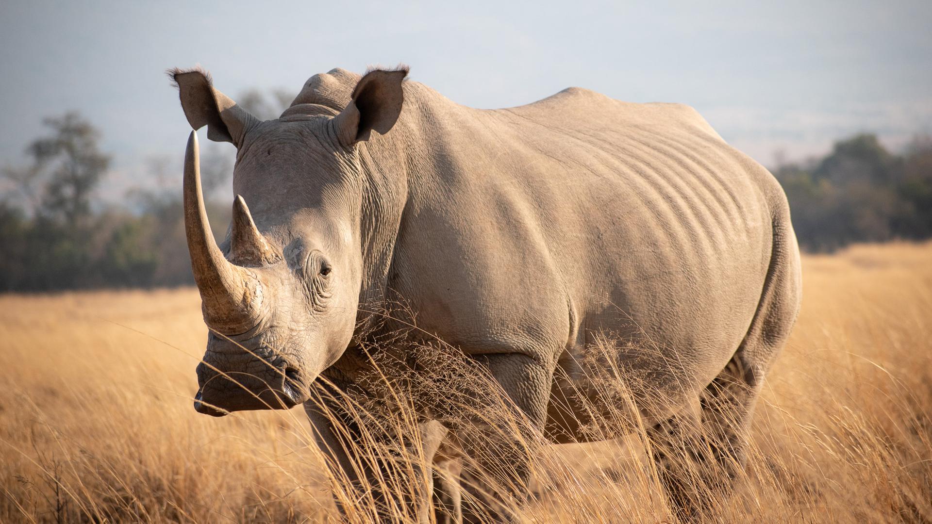 Nashorn im Dabchick-Reservat (Südafrika)