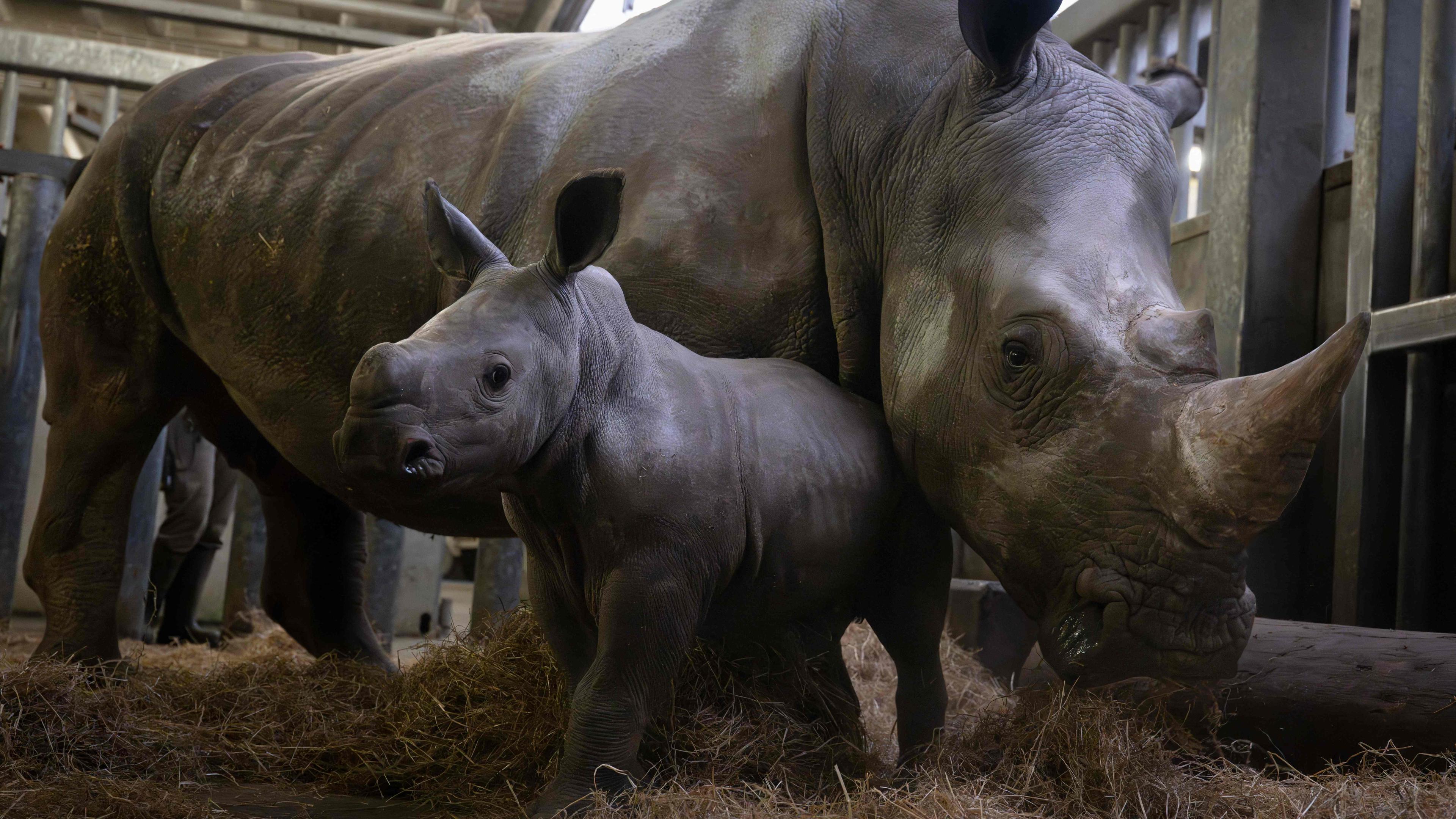 Ein großes Nashorn mit Horn und ein kleines Nashorn-Kind ohne Horn stehen in einem Gehege im Stroh. Das kleine Nashorn steht mit seinem Hinterteil unter dem Hals seiner Mama. 