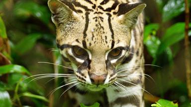 Zdfinfo - Naturparadiese Am äquator: Amazonas