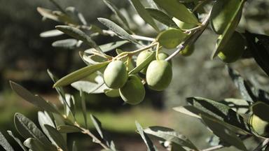 Mit Kaolin und Kompost gegen Ernteausfälle