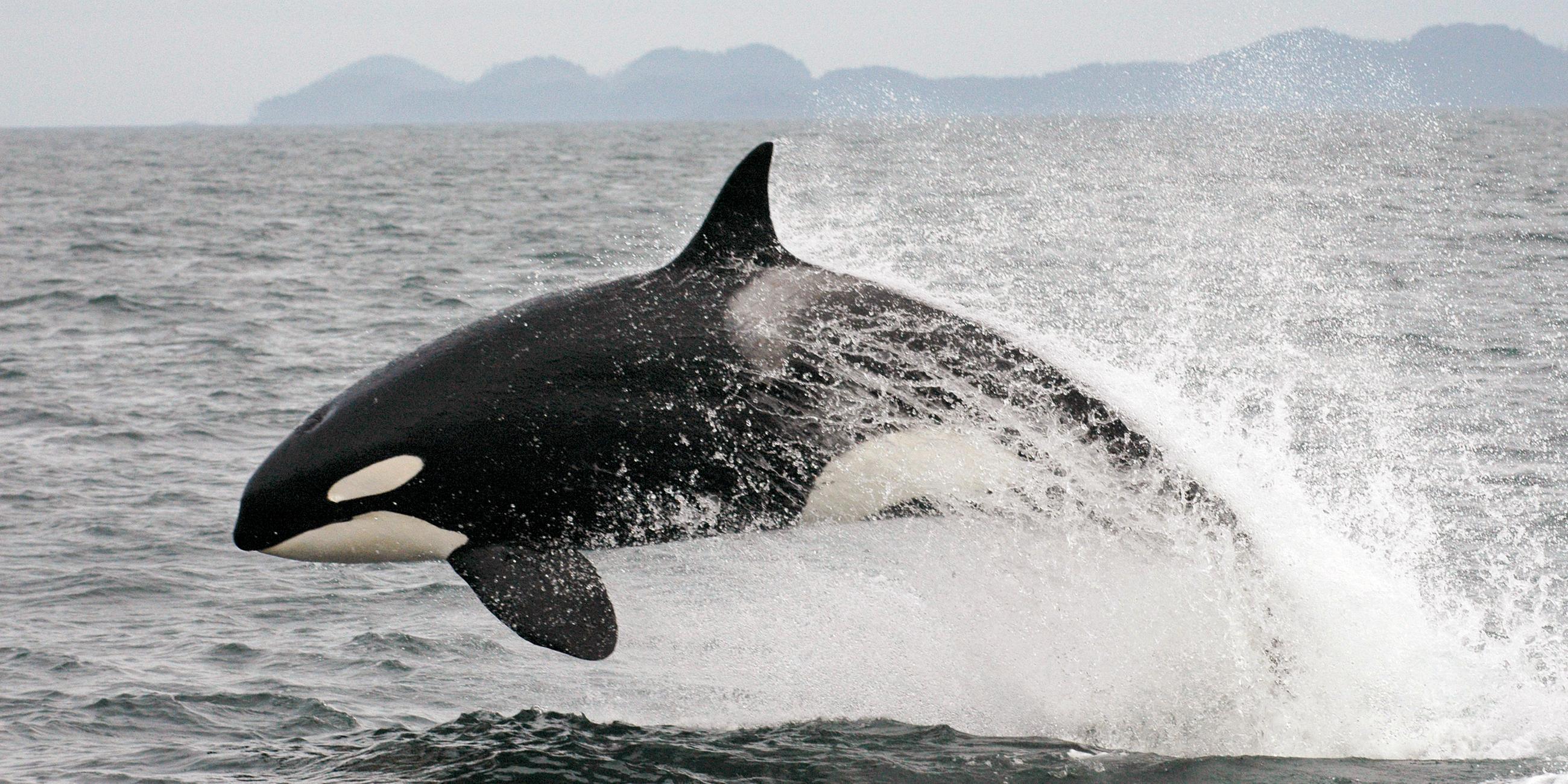 Orca