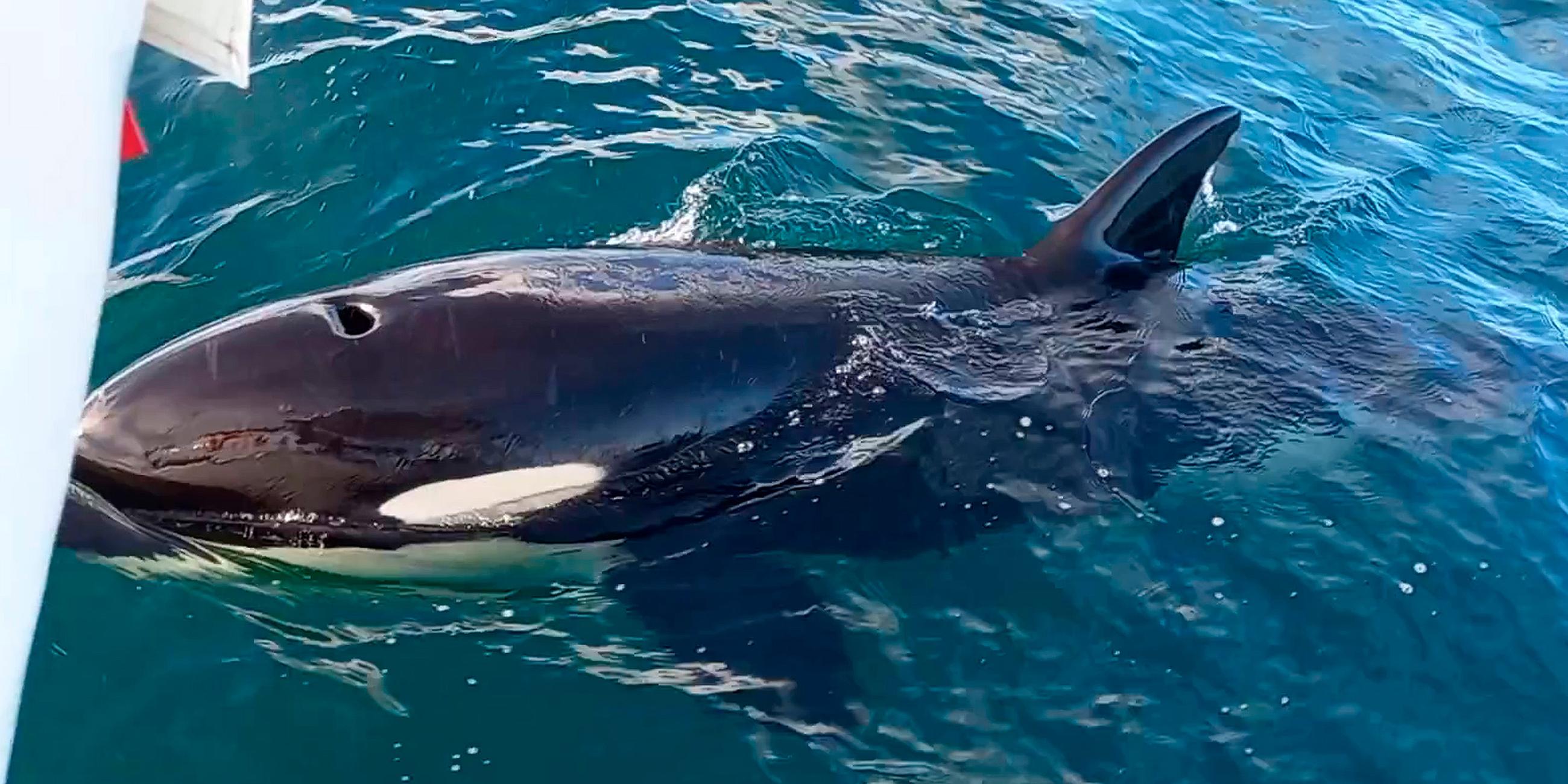 Orca der mit einem Schiff interagiert