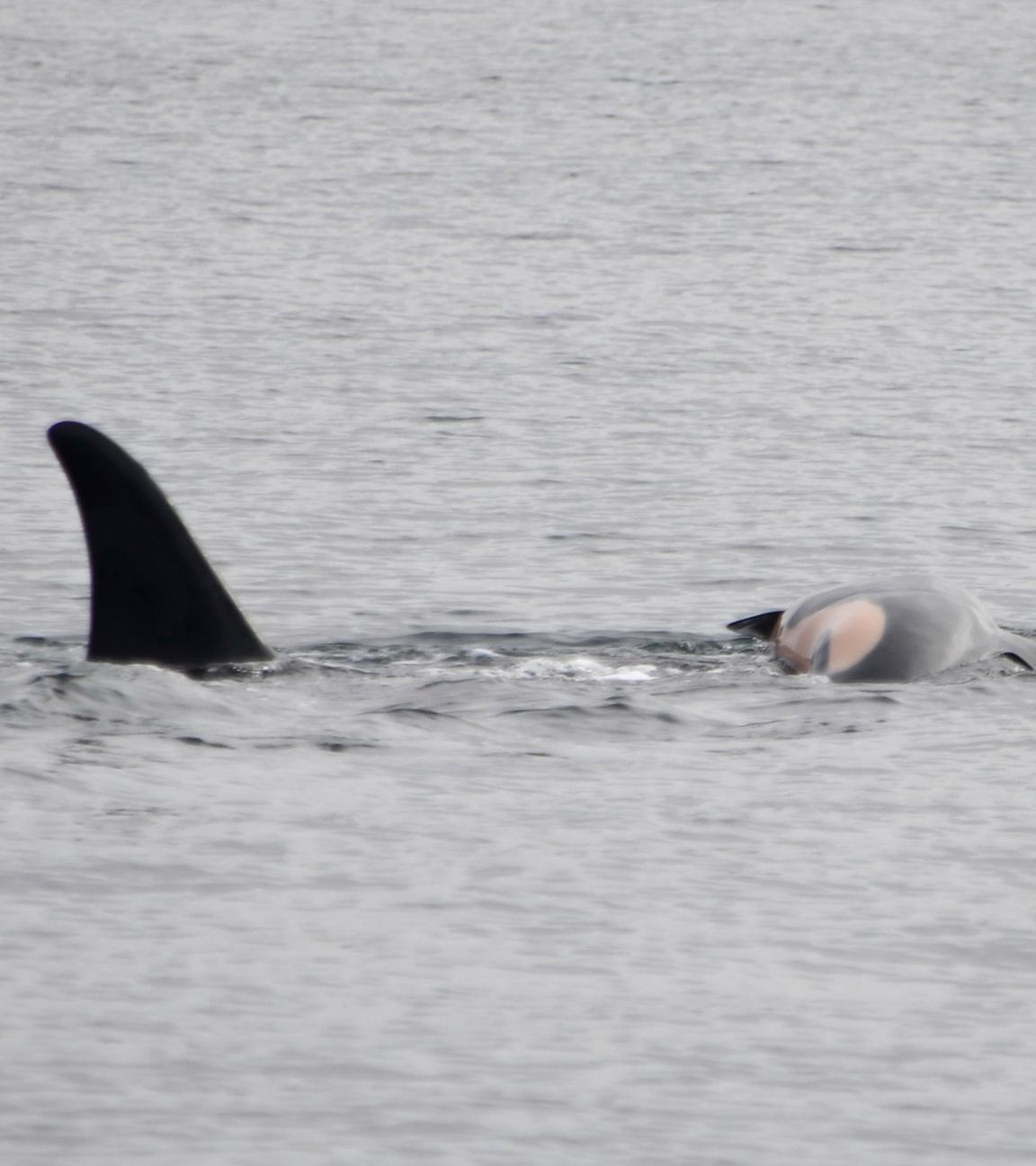 Orca-Weibchen trauert um totes Kalb