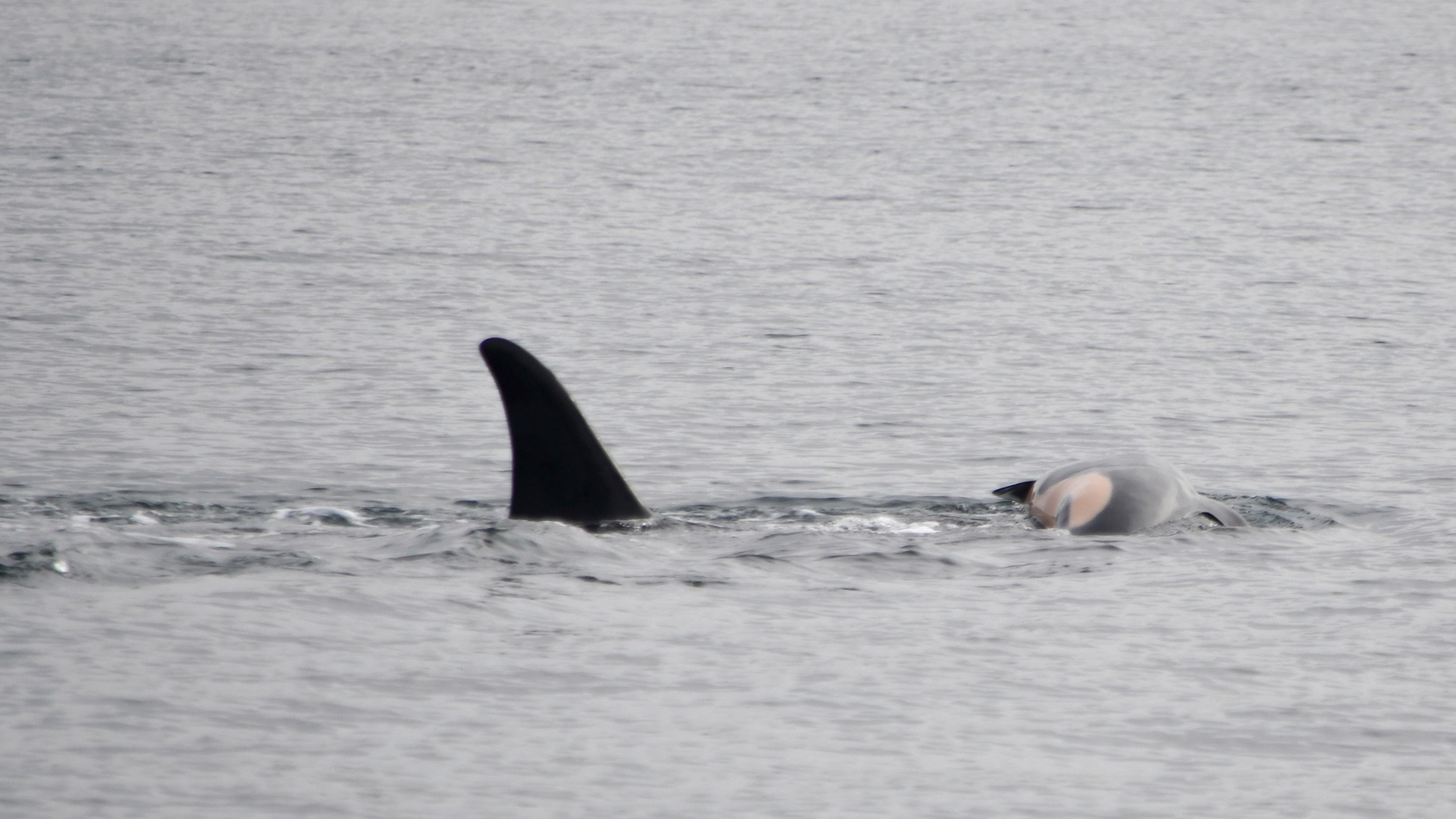 Orca-Weibchen trauert um totes Kalb