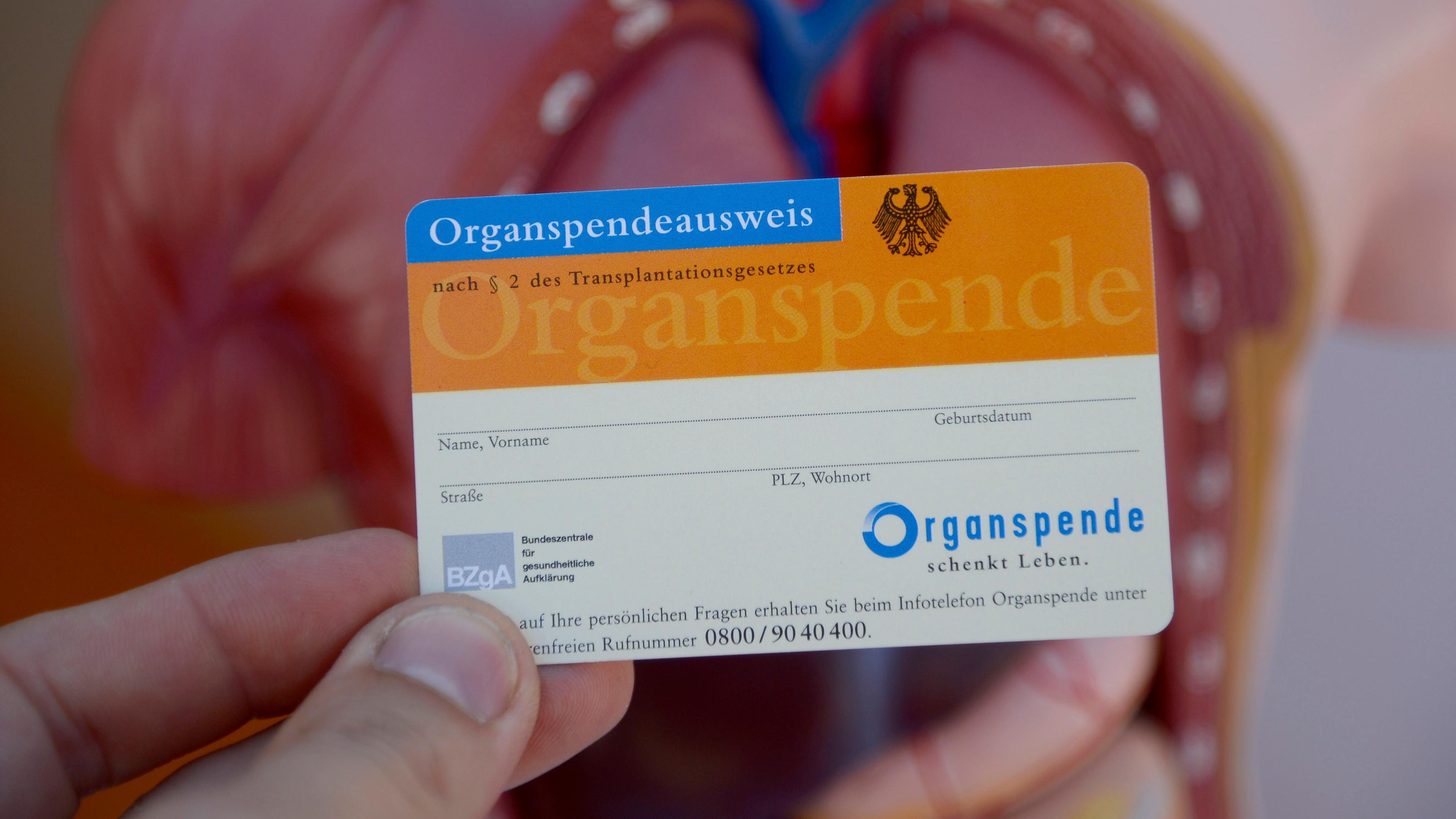 Baden-Württemberg, Stuttgart: Ein Organspendeausweis, aufgenommen beim Tag der Organspende, vor dem Modell eines menschlichen Torsos.