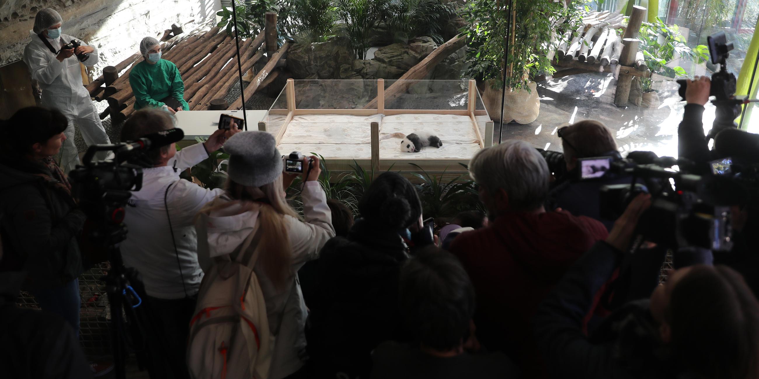 Besucher fotografieren ein Panda-Baby