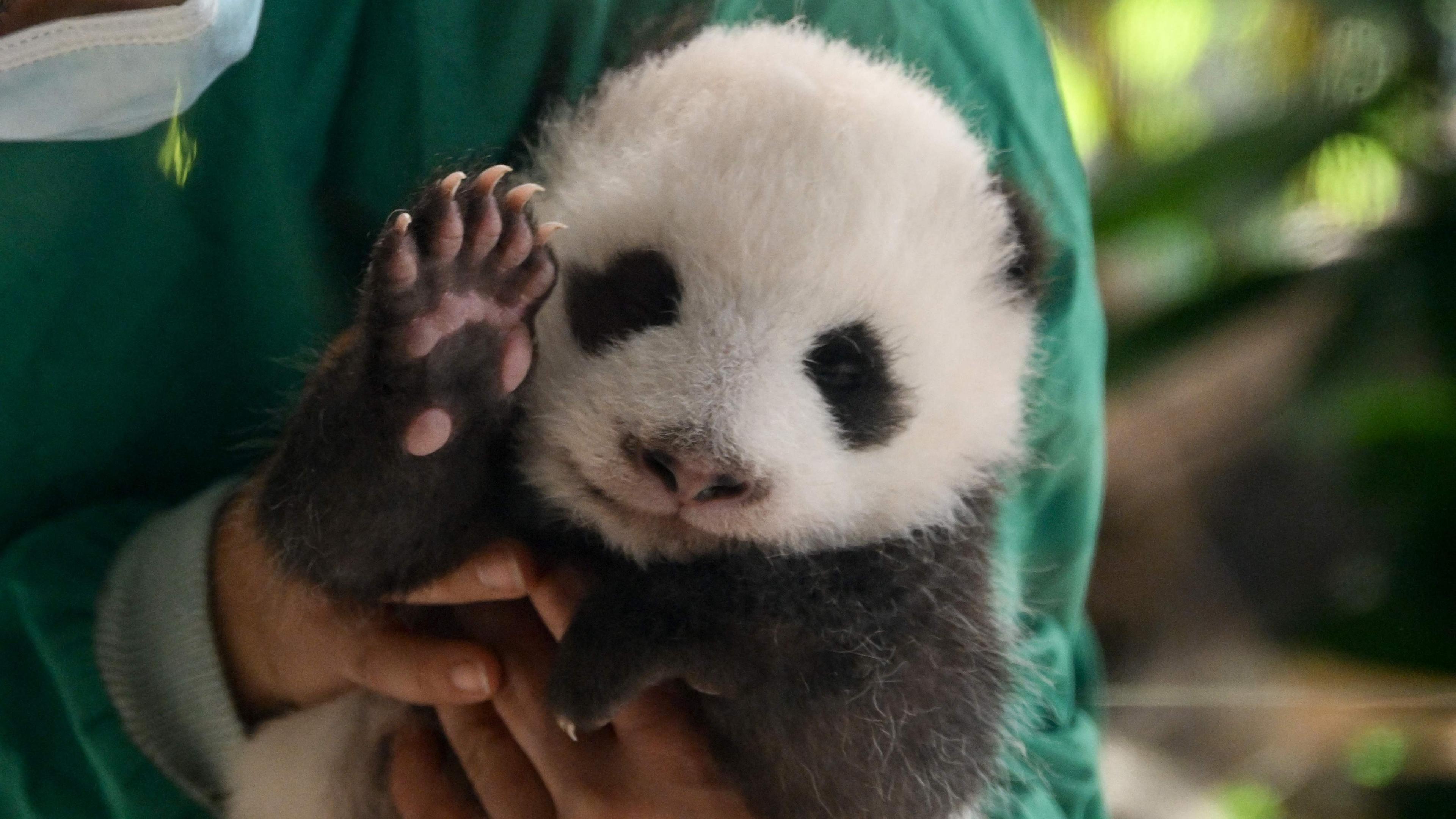 Panda-Baby wird in Kamera gehalten und zeigt Tatze