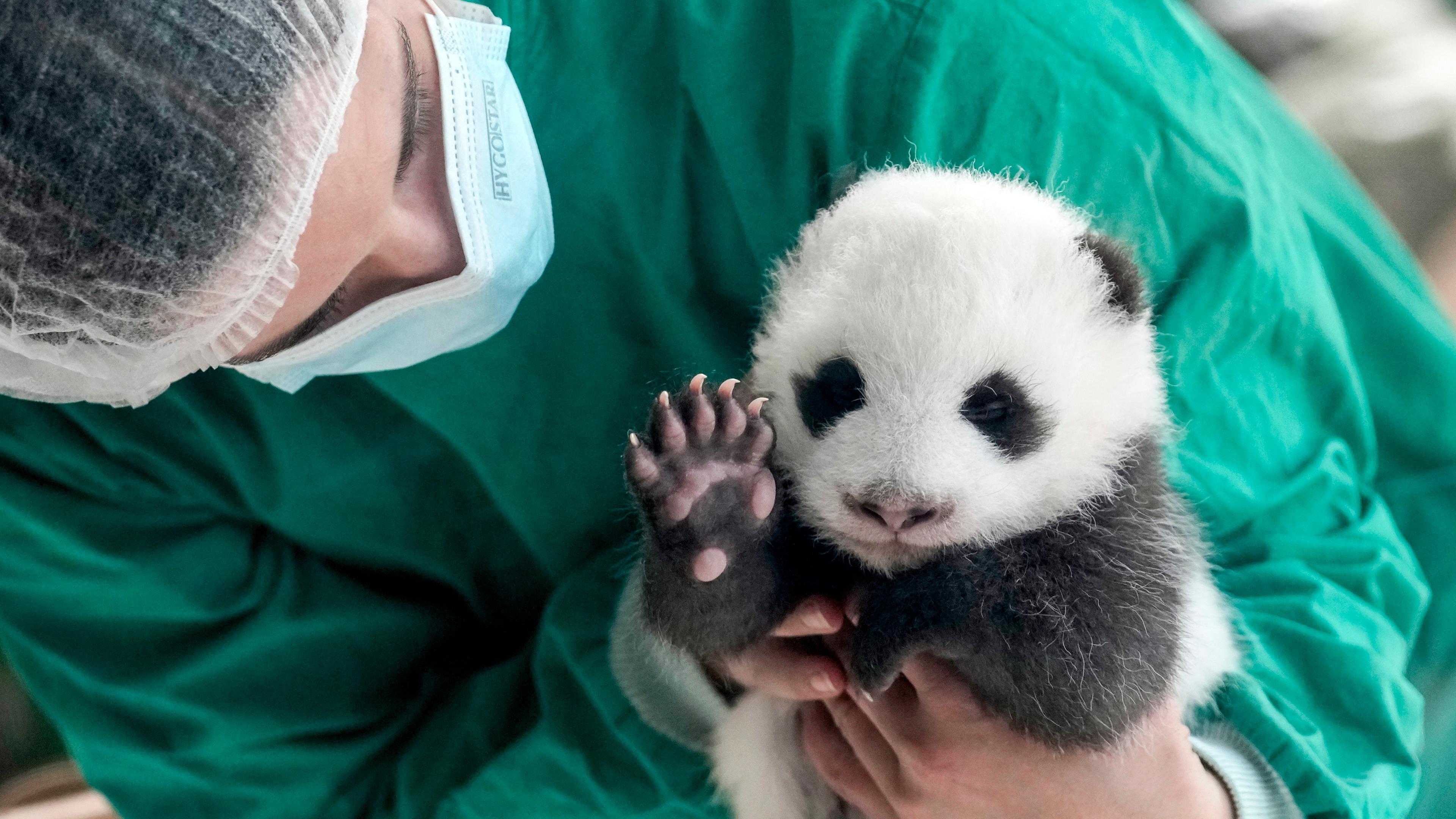 Panda-Nachwuchs im Berliner Zoo