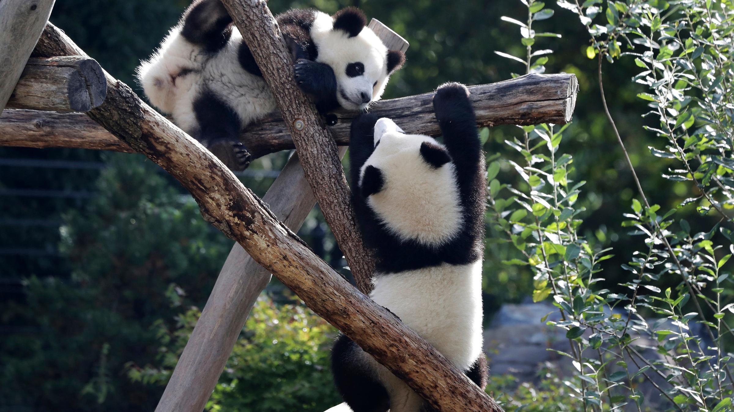 Hope for the future of pandas. Панда понедельник. Берлинский зоопарк Берлин красная Панда. Панда праздник. Panda Cub.