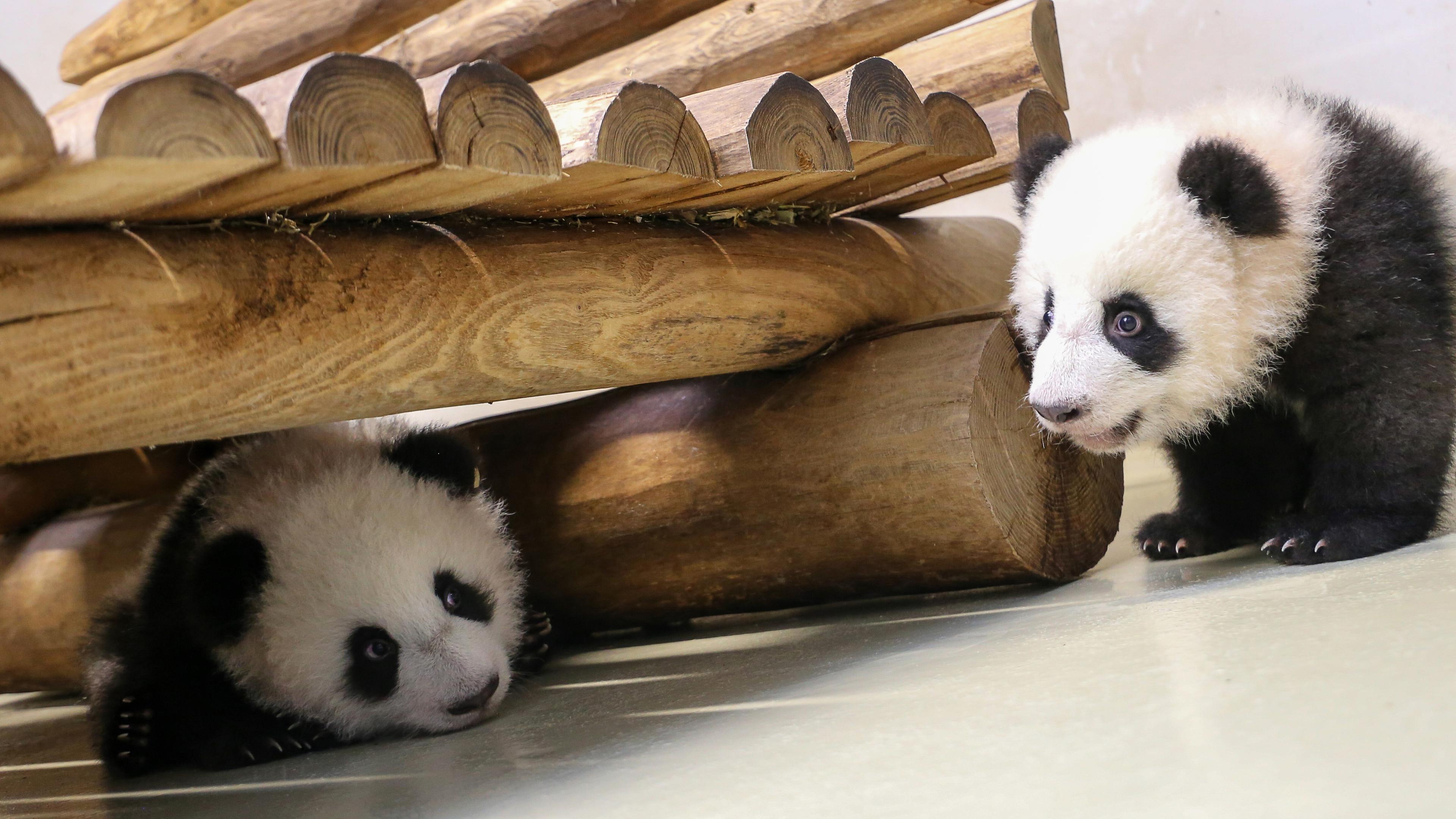 Panda-Zwillinge im Berliner Zoo