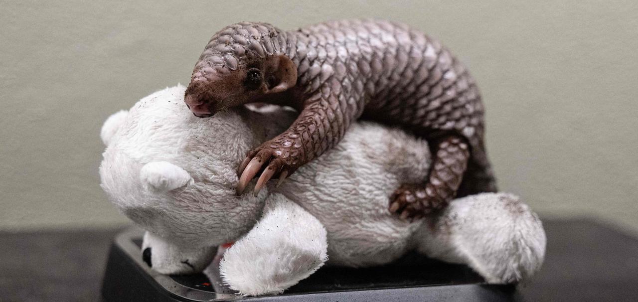 Pangolin 