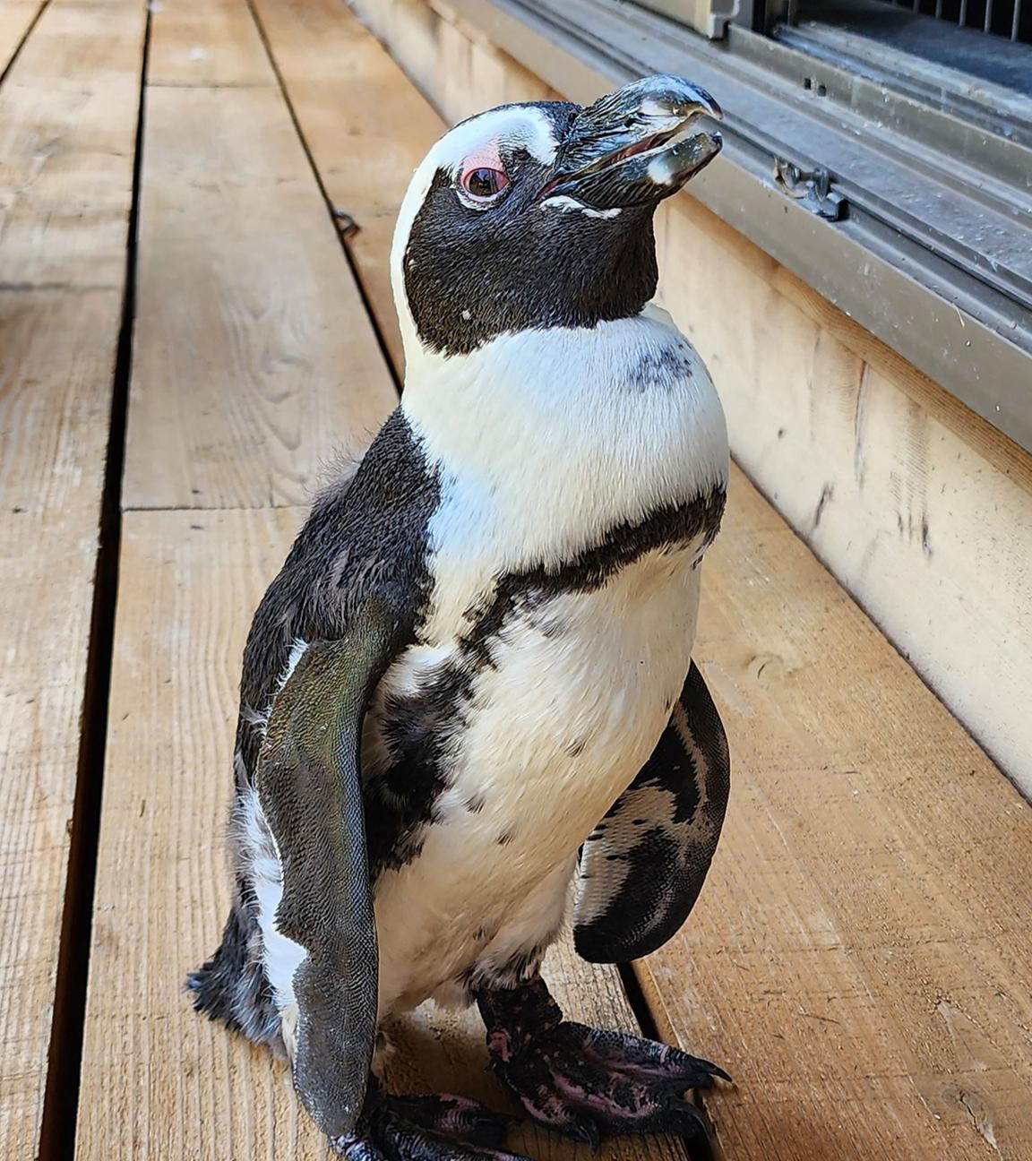 Pen-chan, ein weiblicher Kappinguin