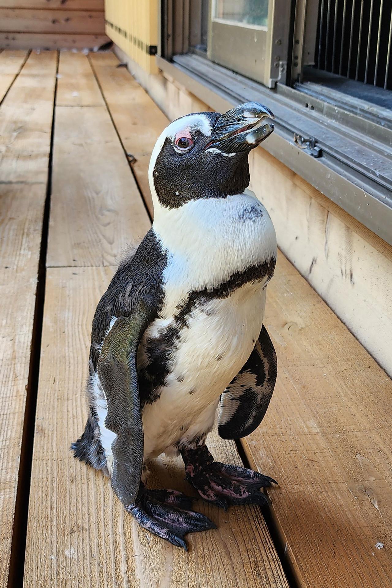 Pen-chan, ein weiblicher Kappinguin