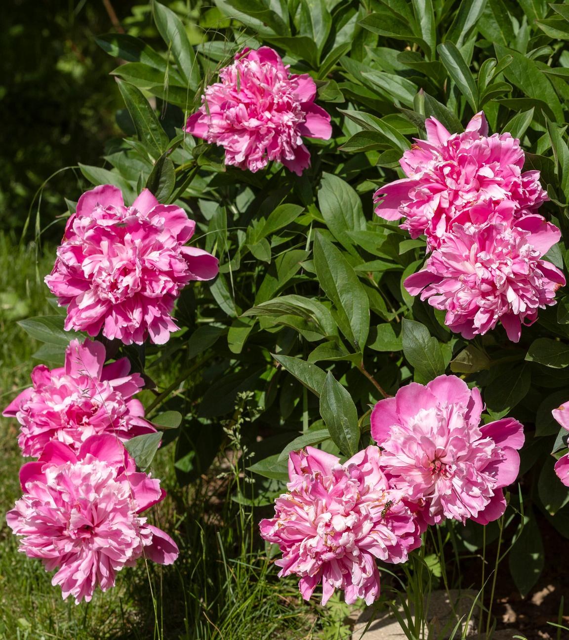 Eine üppige blühende Staude pinkfarbener Pfingstrosen steht in einem Garten.