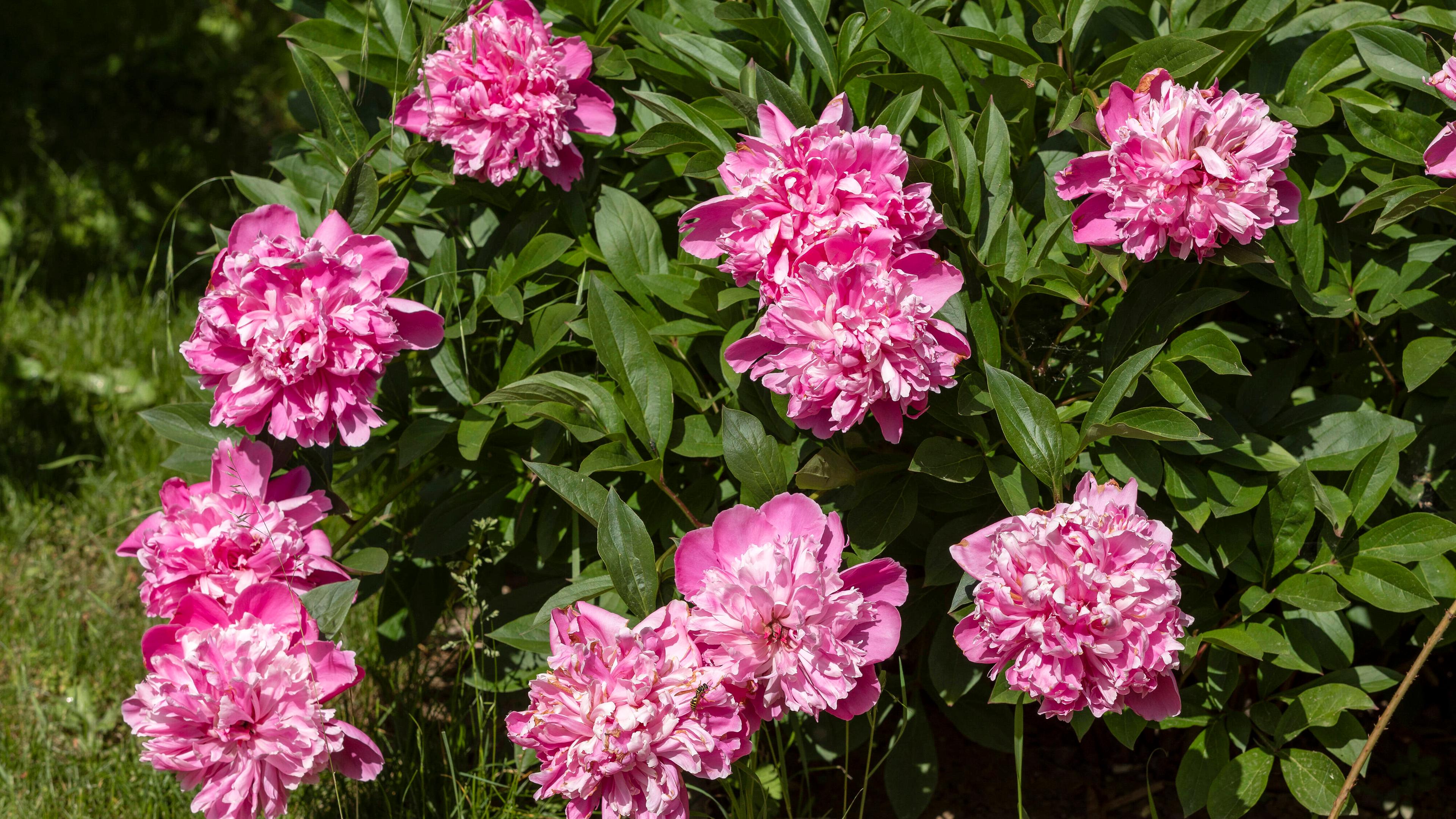 Eine üppige blühende Staude pinkfarbener Pfingstrosen steht in einem Garten.