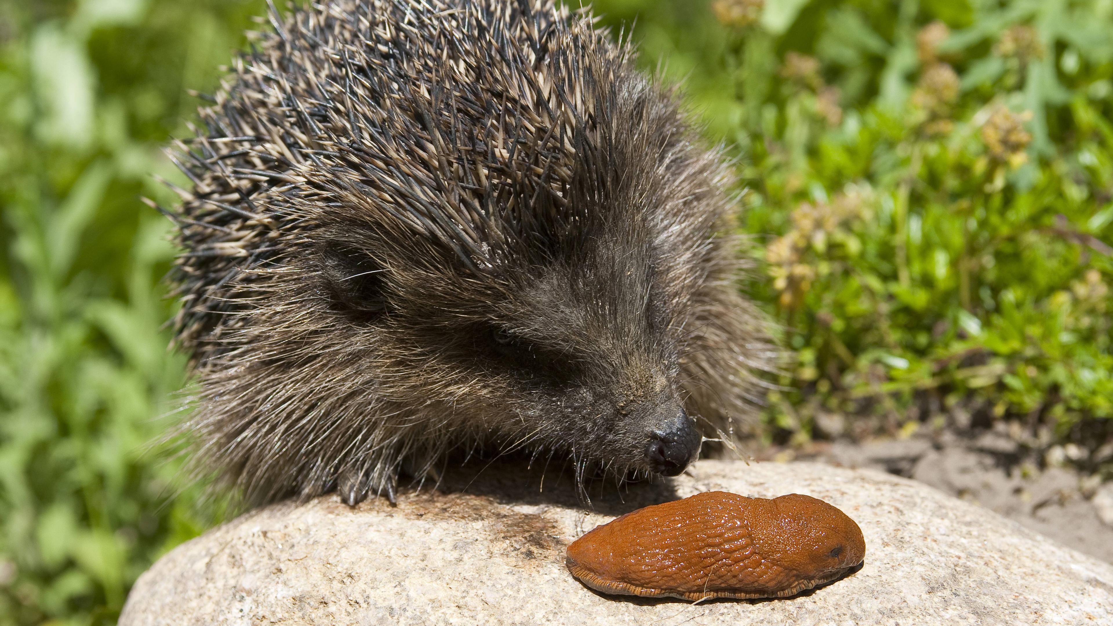 Ein Igel schaut auf eine Nacktschnecke, die auf einem Stein liegt