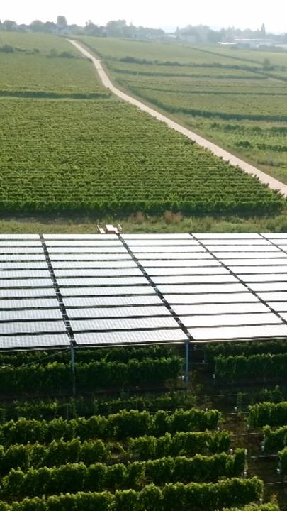 Rheingau - Photovoltaik über Weinreben