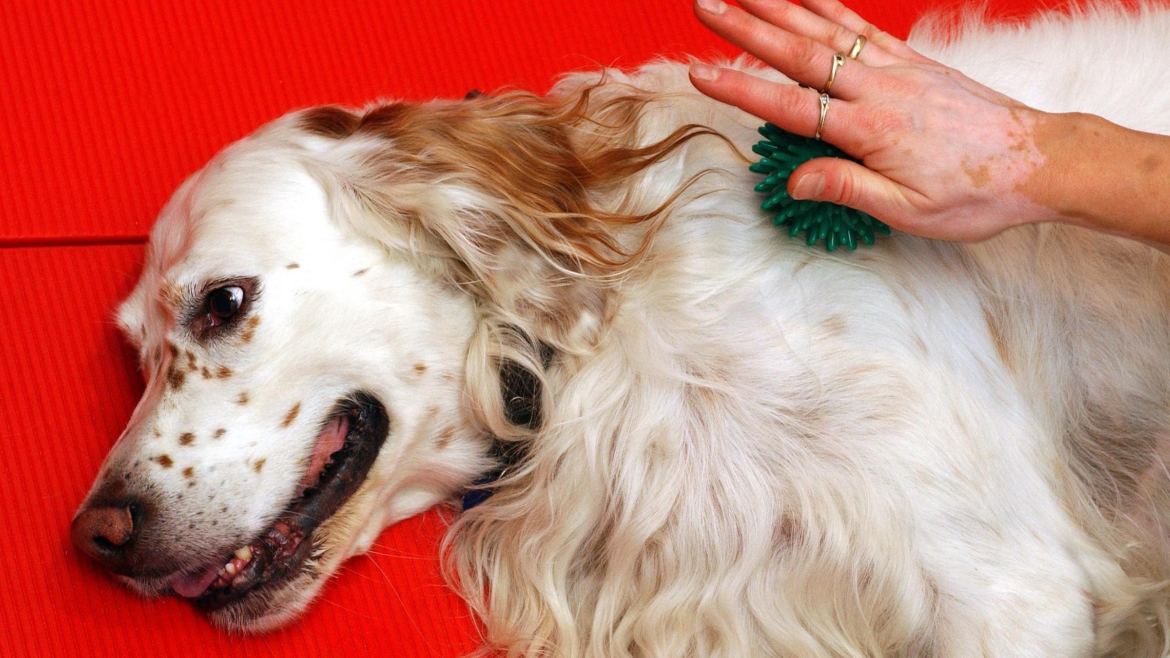 Ein Hund wird an der Schulter mit einem Igelball massiert.