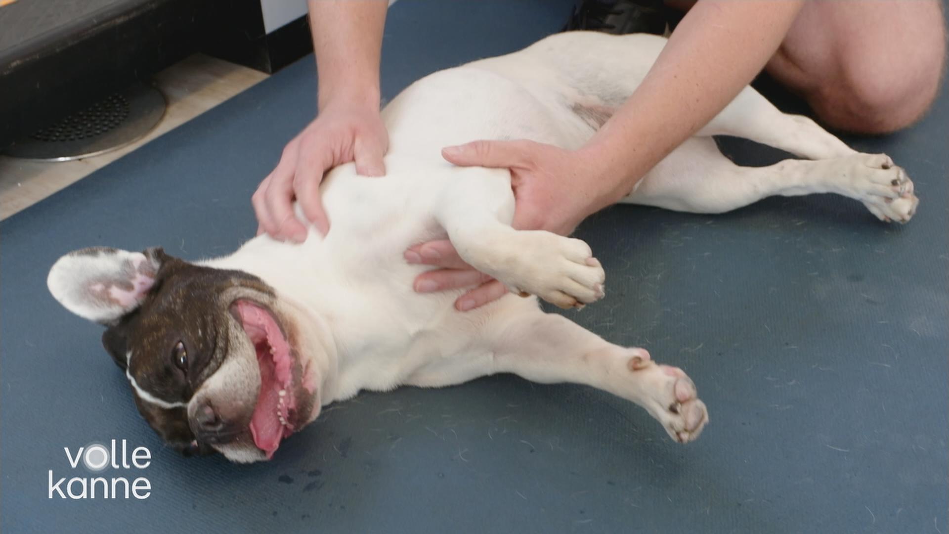 Physiotherapie für Hunde