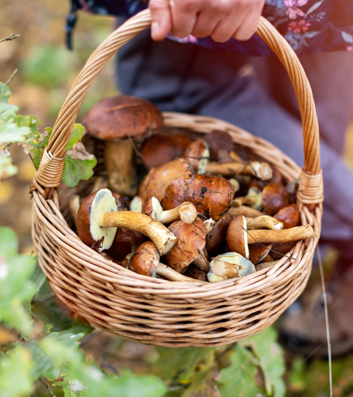 Eine Frau trägt einen Korb mit Pilzen durch den Wald.