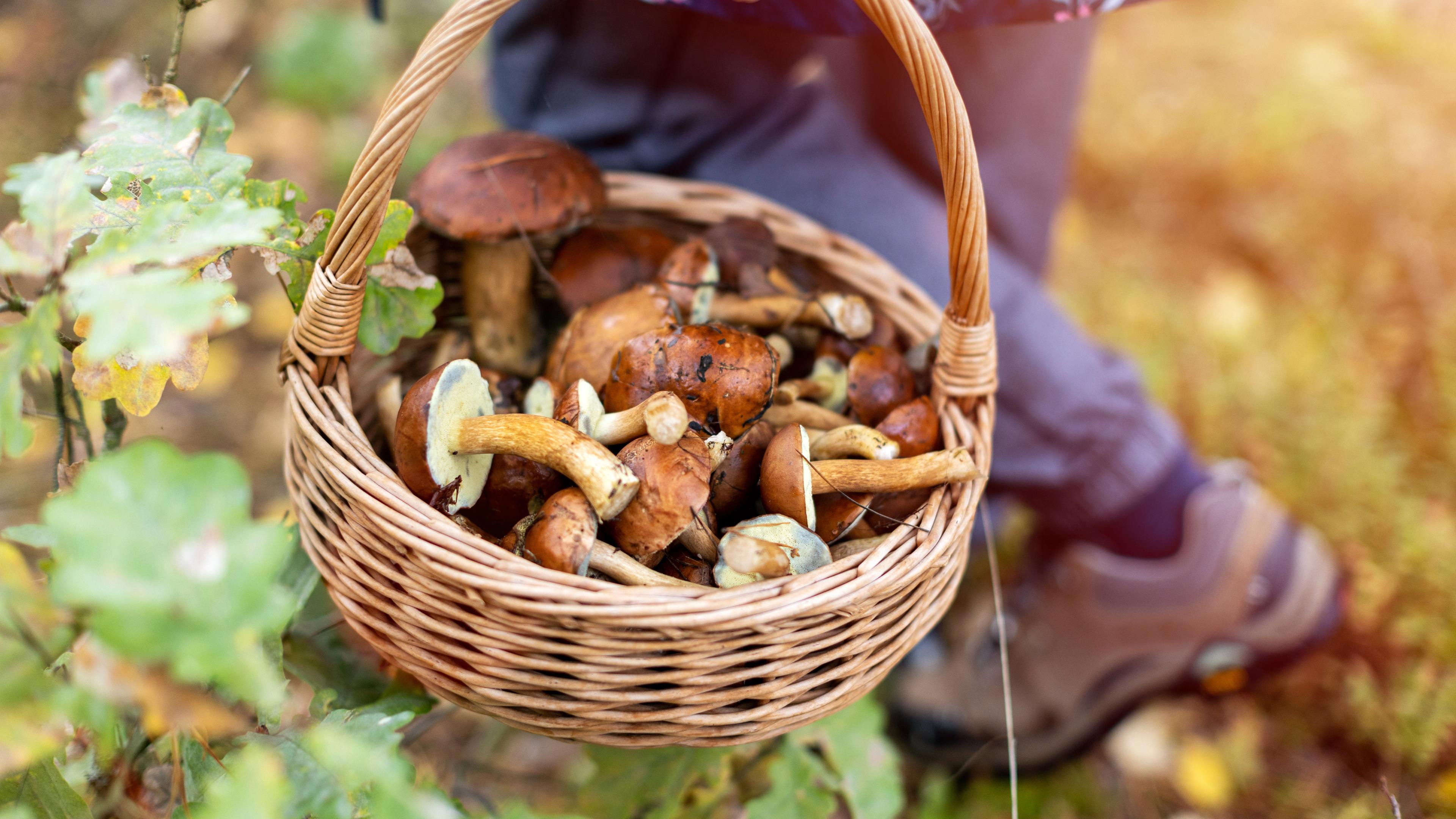 Eine Frau trägt einen Korb mit Pilzen durch den Wald.