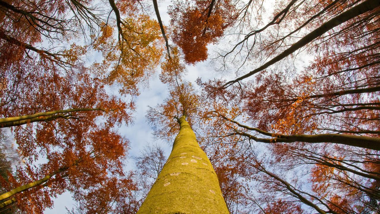  Lebensraum  Wald  ZDFmediathek