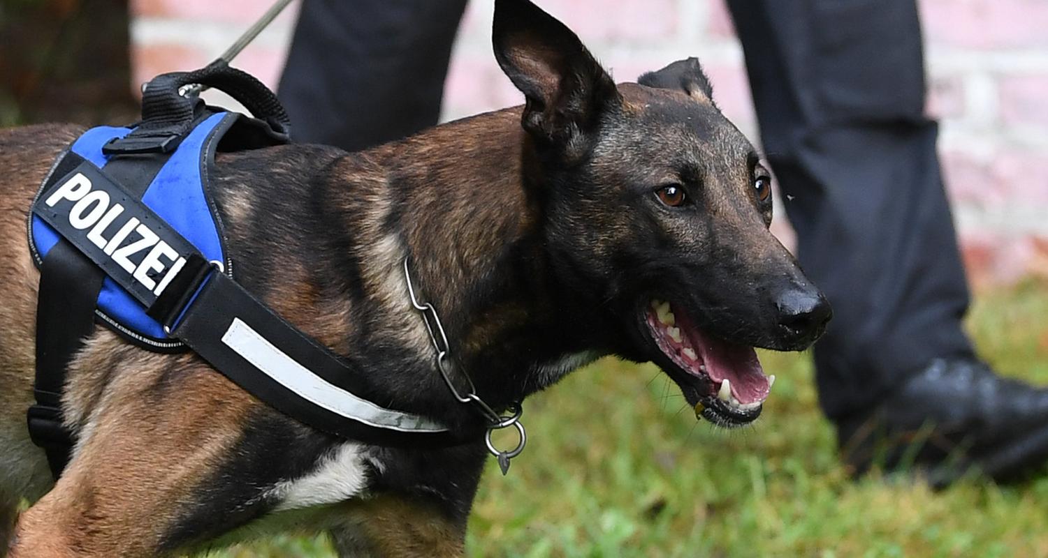 Ein Schaeferhund der sächsischen Polizei. Archivbild