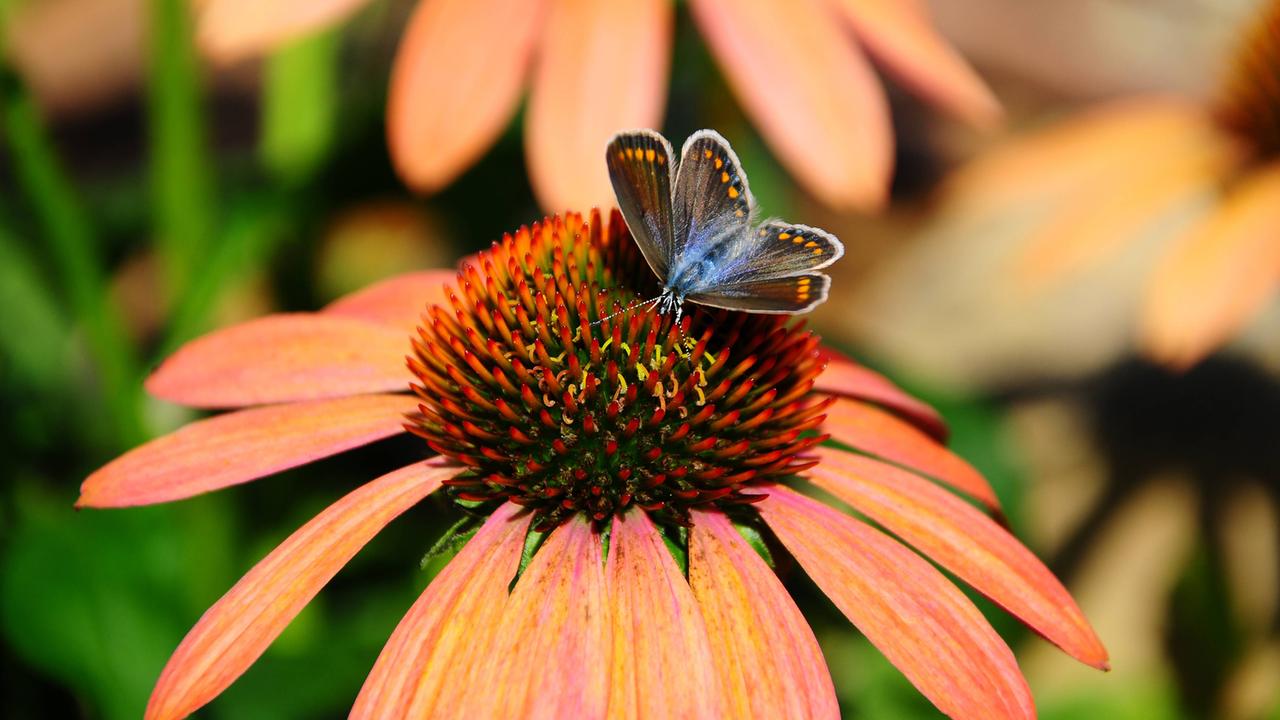 Prachtstauden Hingucker im Garten ZDFmediathek