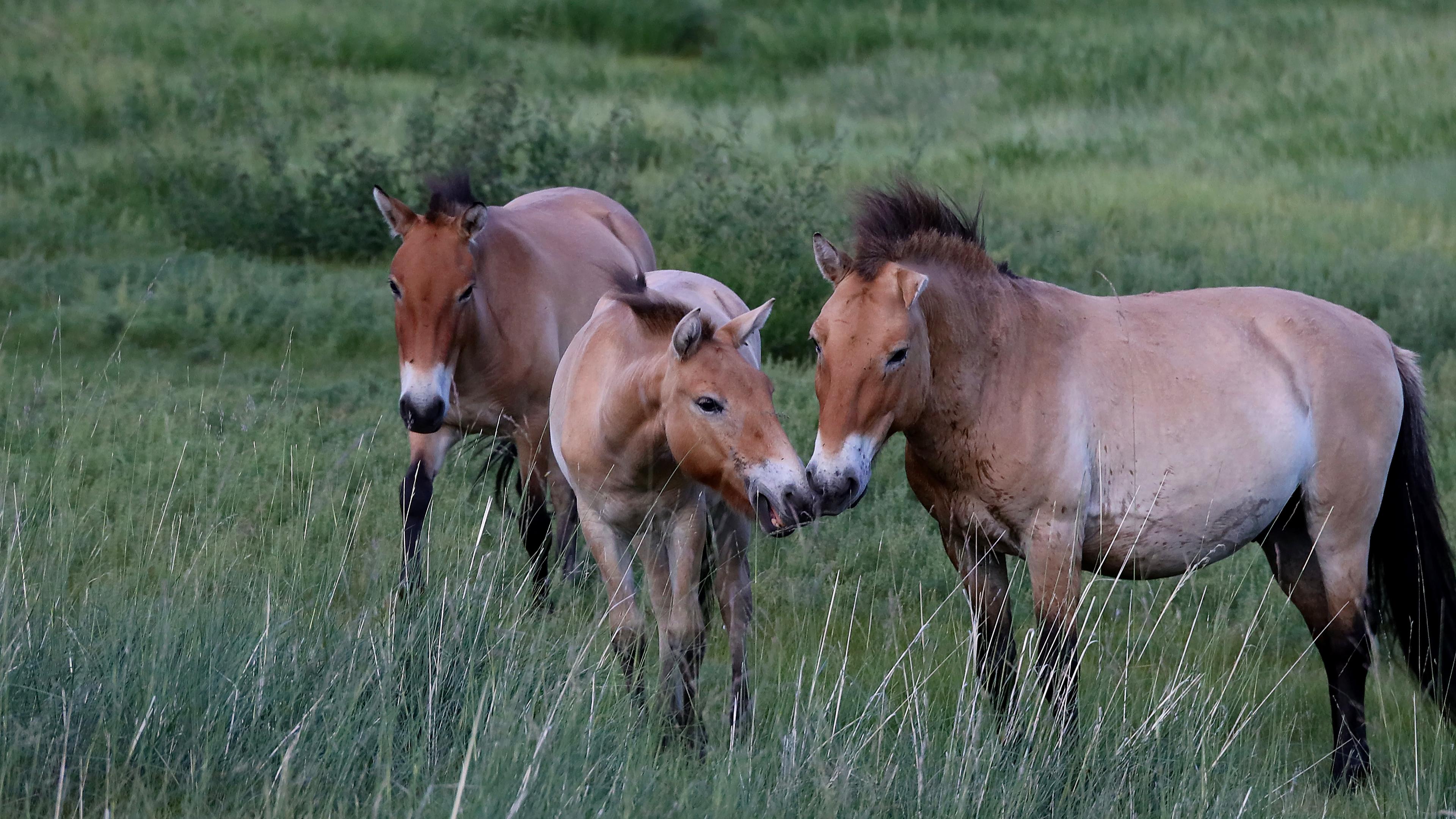 Przewalski-Pferde schmiegen sich aneinander