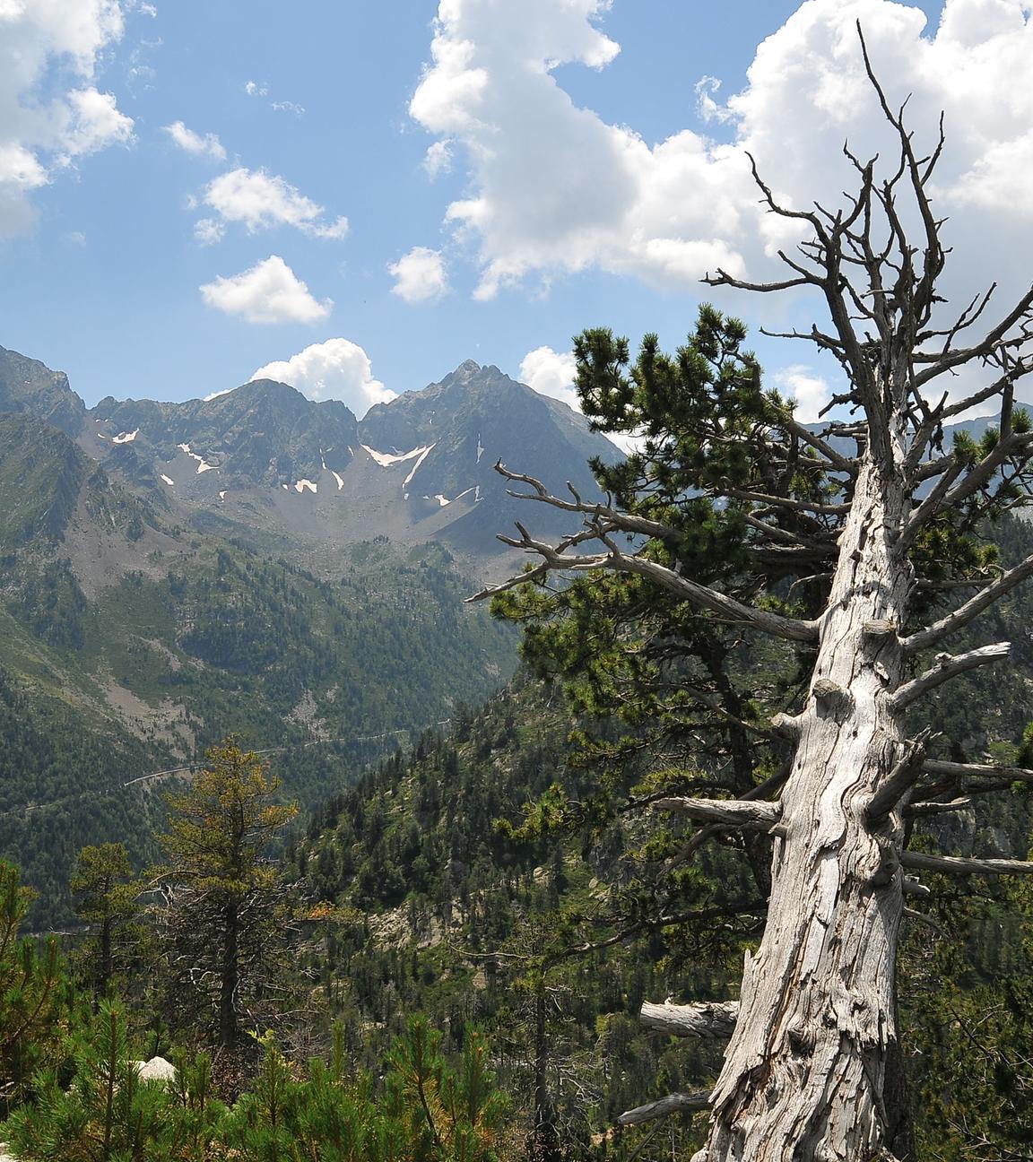 Im Vordergrund ragt ein toter Baum über einen Steilhang, im Hintergrund erstreckt sich Wald über die steilen Pyrenäen.