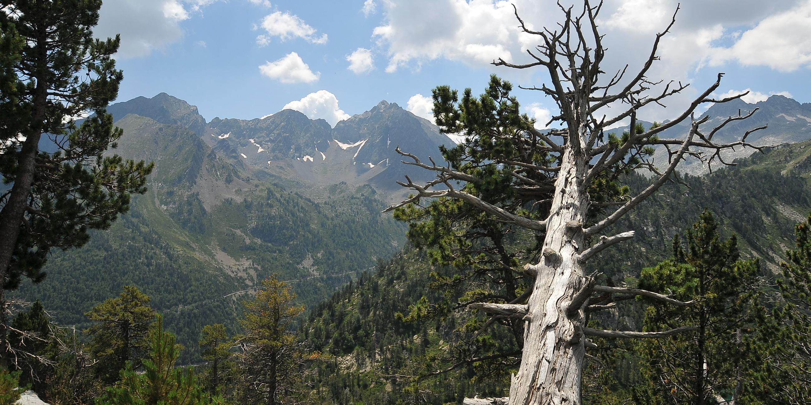 Im Vordergrund ragt ein toter Baum über einen Steilhang, im Hintergrund erstreckt sich Wald über die steilen Pyrenäen.