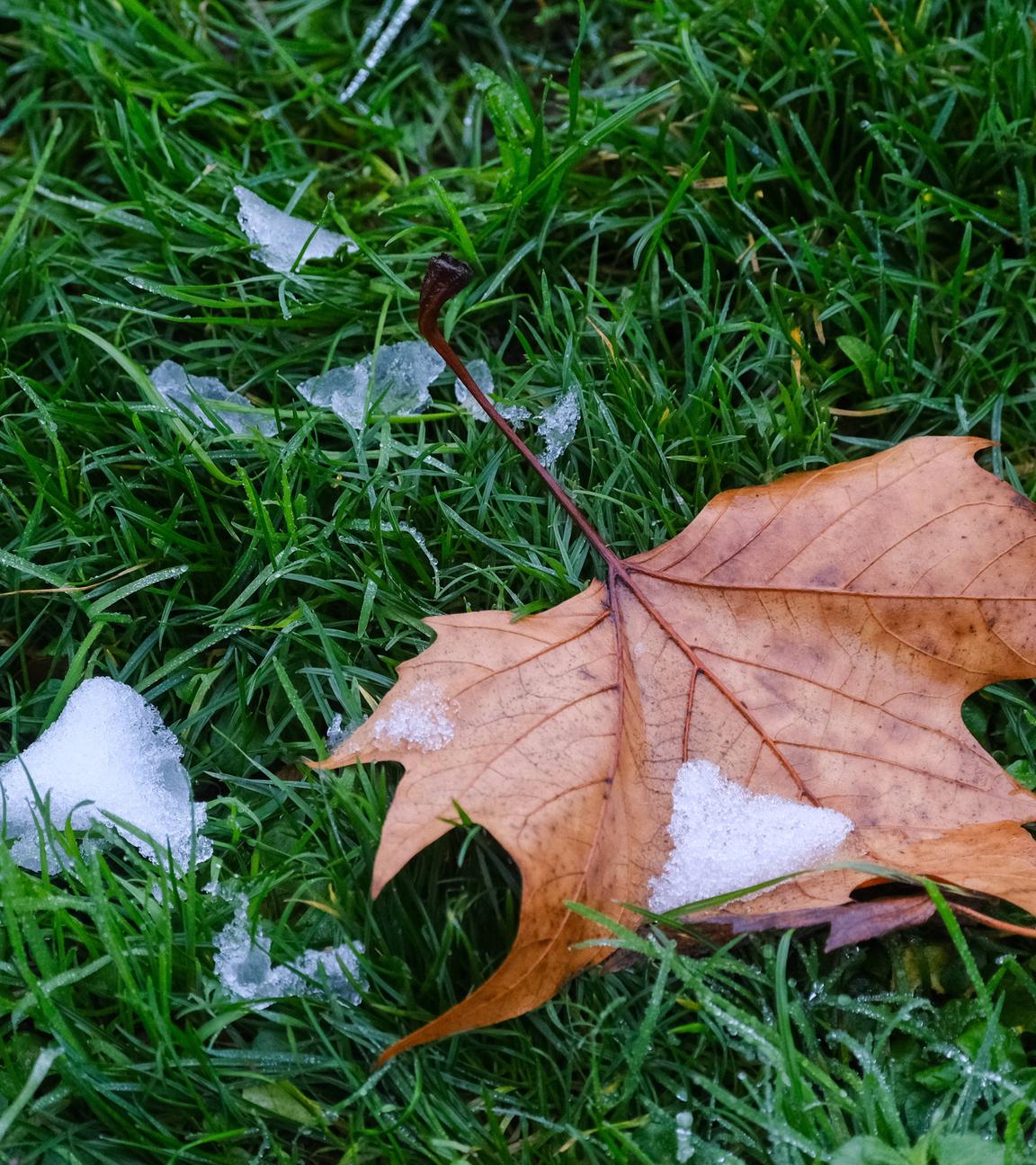 Ein Ahornblatt liegt auf einem Rasen, zudem ist etwas Frost auf dem Rasen