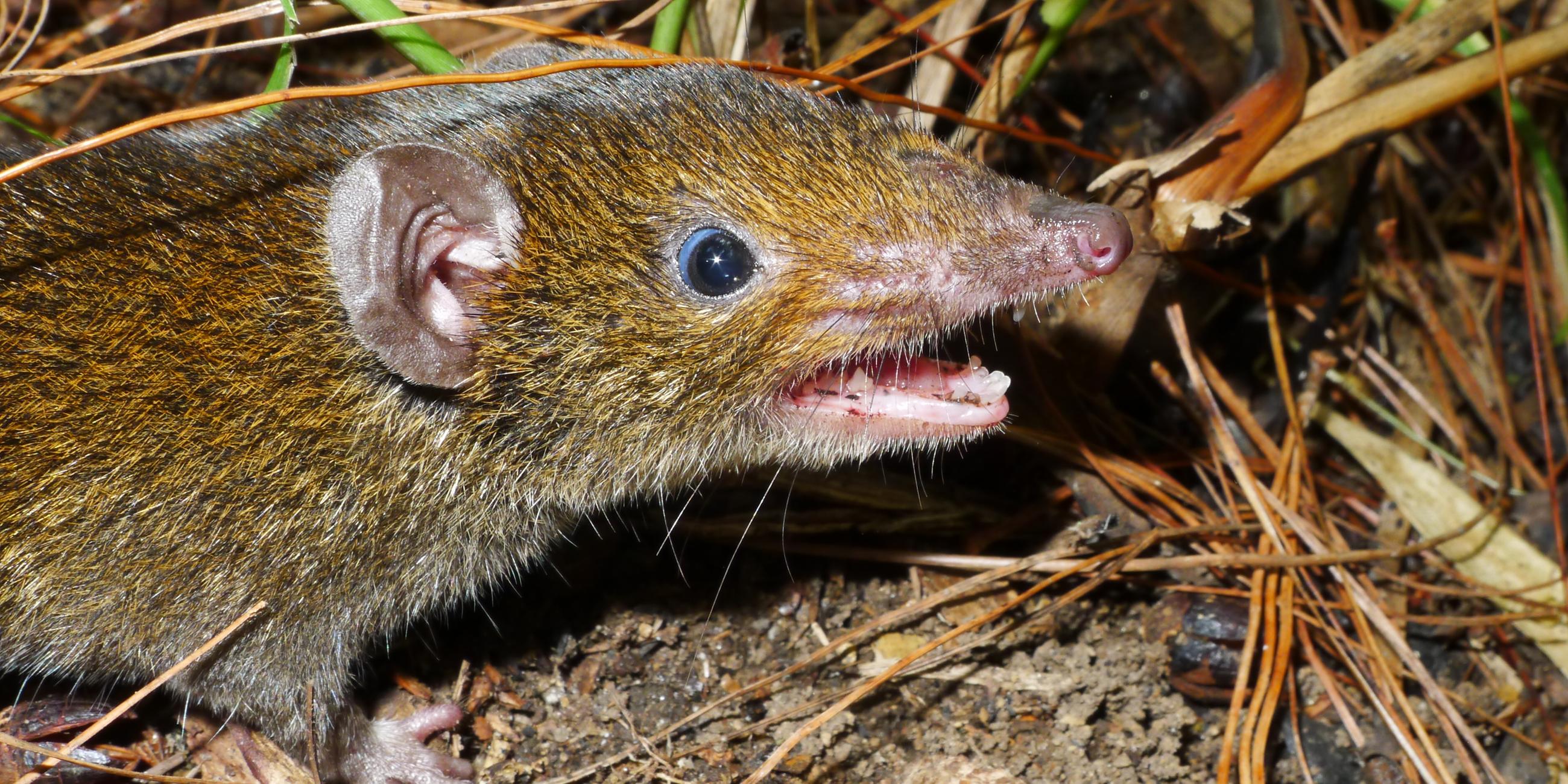 Ein kleiner Rattenigel (Hylomys macarong) mit weichem Fell und scharfen Reißzähnen.