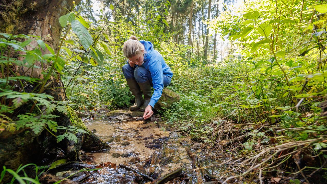 Wiederaufbau Der Natur: EU Beschließt Gesetz Zur Renaturierung - ZDFheute