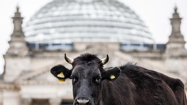 Kulturzeit - Mehr Rechte Für Die Natur