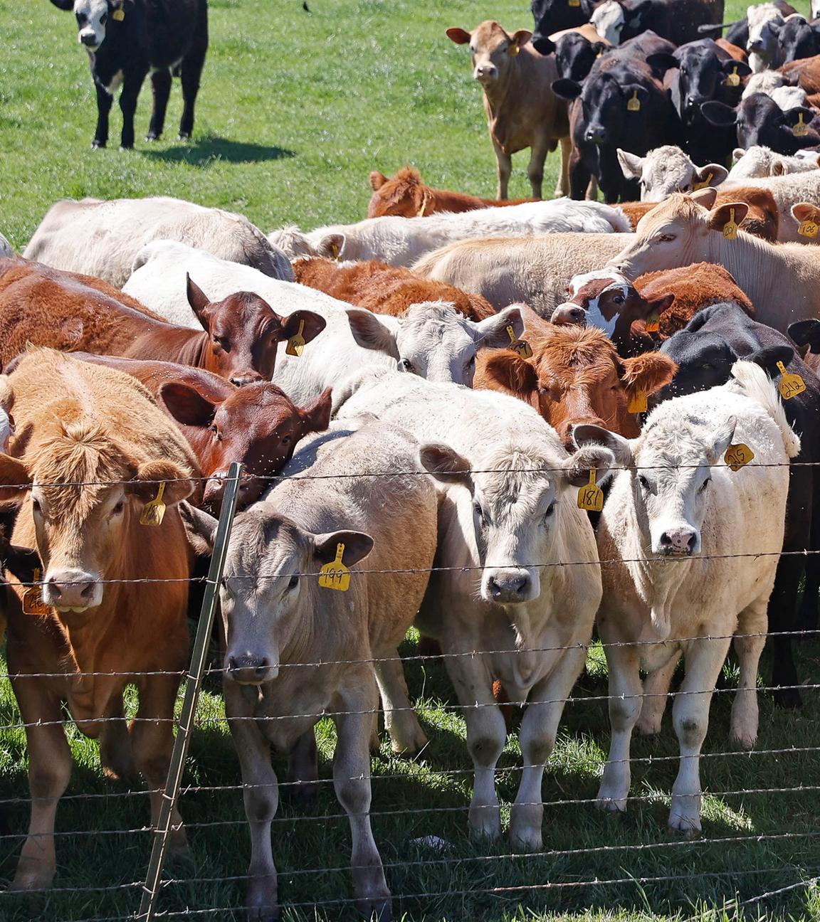 Kühe drängen sich hinter einem Zaun auf einer Rinderfarm in Austin, Texas (USA) aufgenommen am 02.04.2024