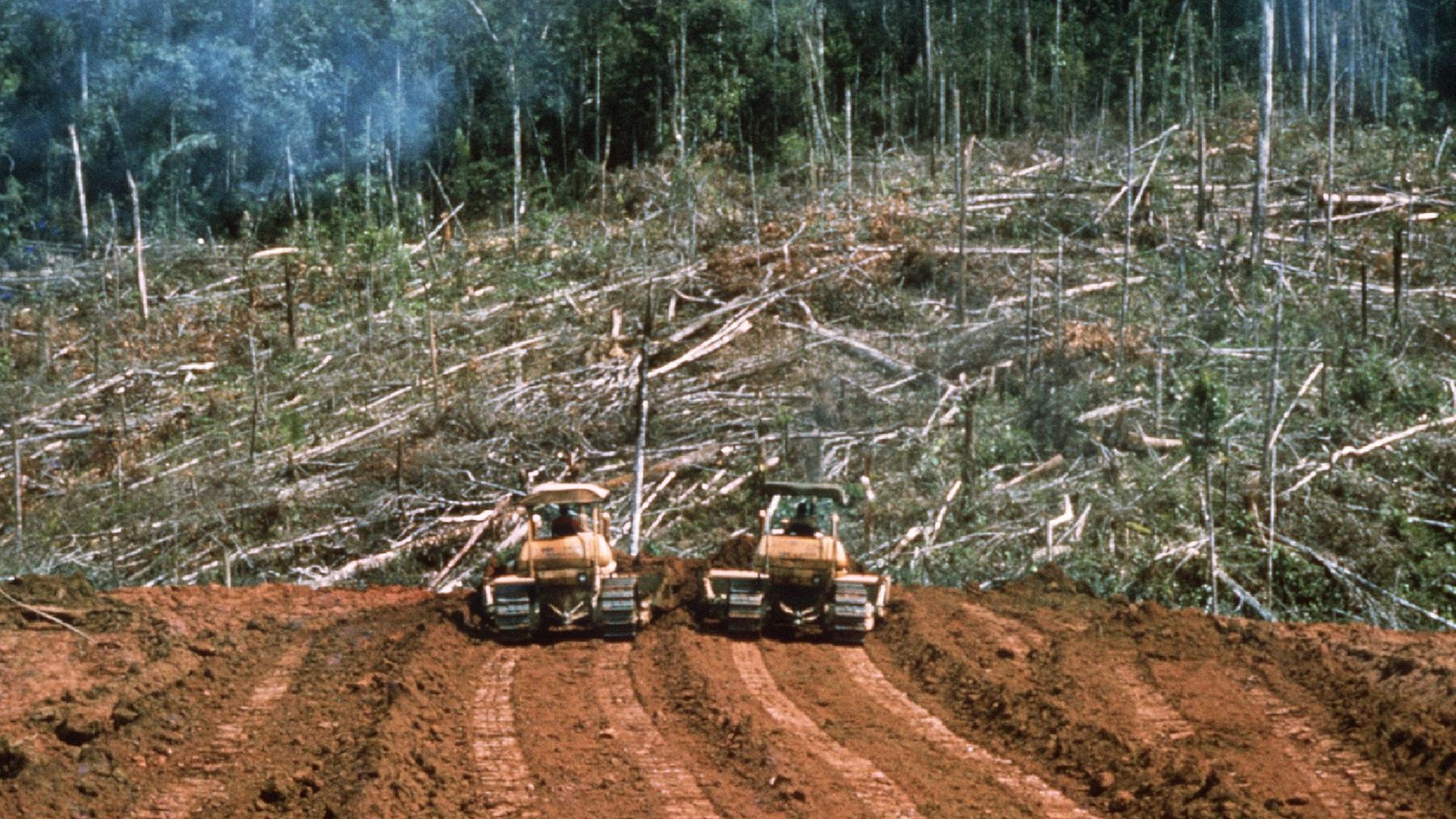 Zwei Planierraupen bahnen sich ihren Weg durch ein gerodetes Stück Urwald in Ecuador. 