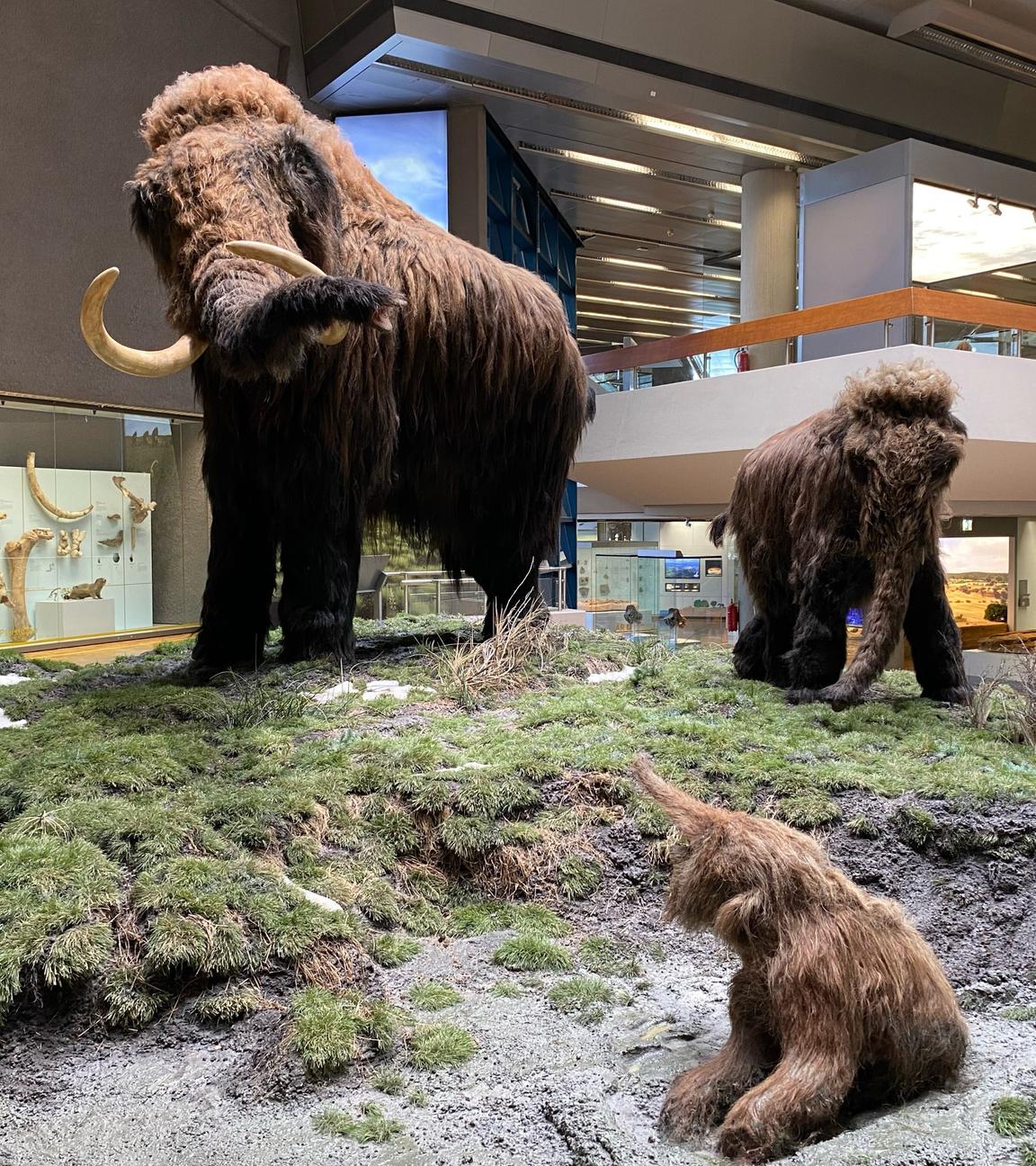 Im Naturkundemuseum Stuttgart steht ein Modell eines ausgewachsenen Mammuts neben dem eines Jungtieres und einem Skelett eines Mammuts.