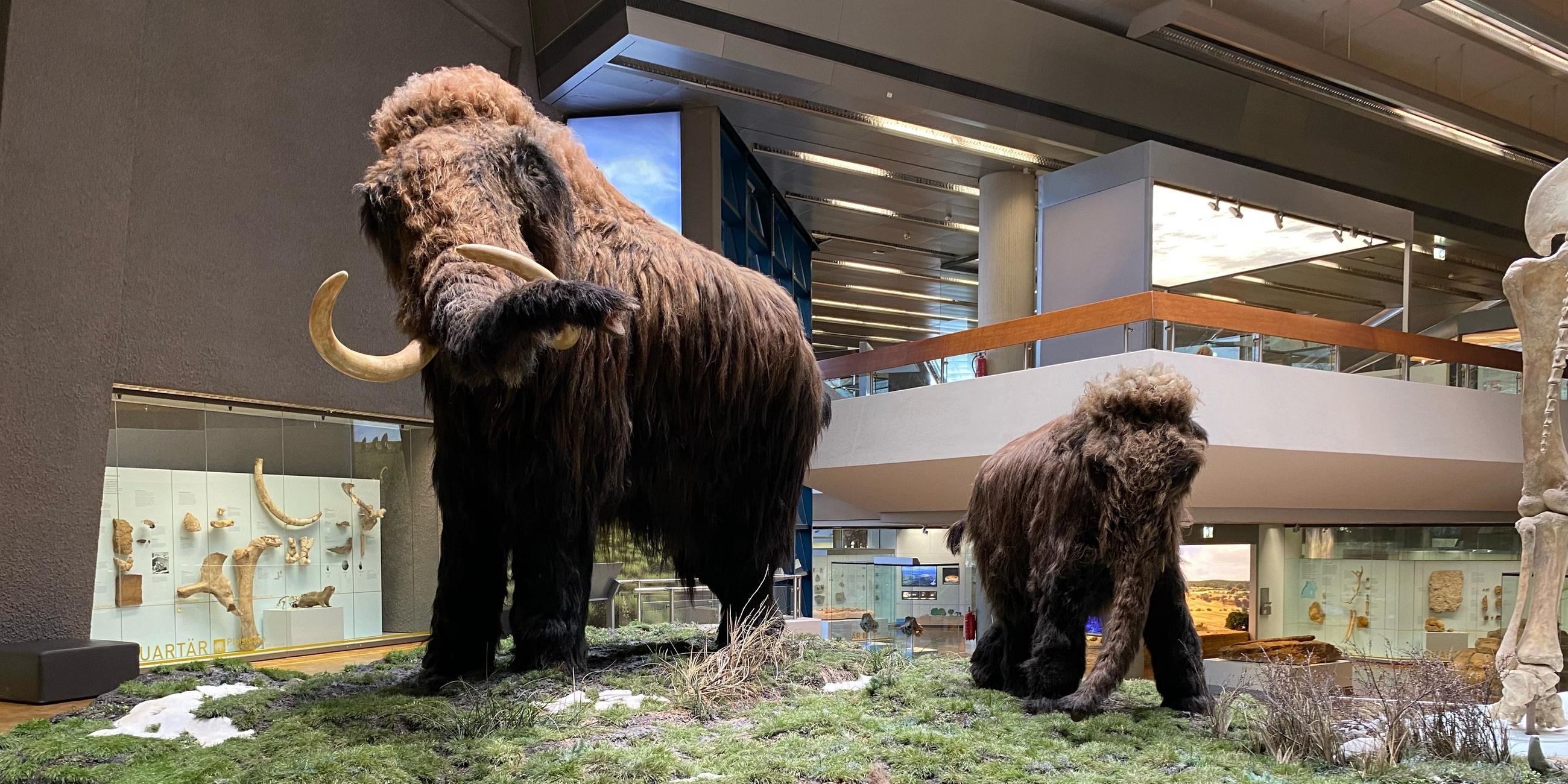 Im Naturkundemuseum Stuttgart steht ein Modell eines ausgewachsenen Mammuts neben dem eines Jungtieres und einem Skelett eines Mammuts.