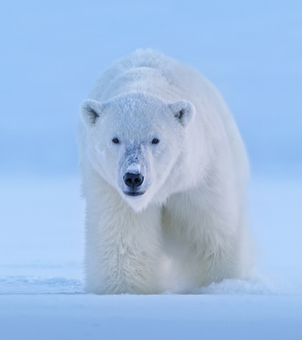 Eisbär