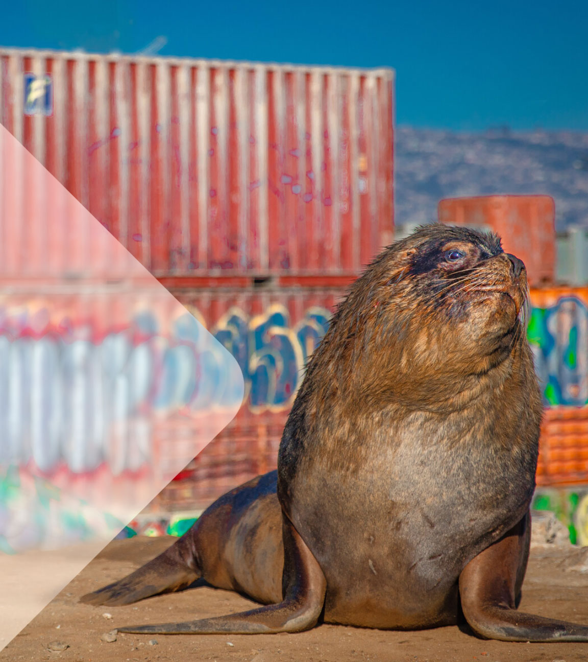 Seelöwe vor Containern mit Graffiti