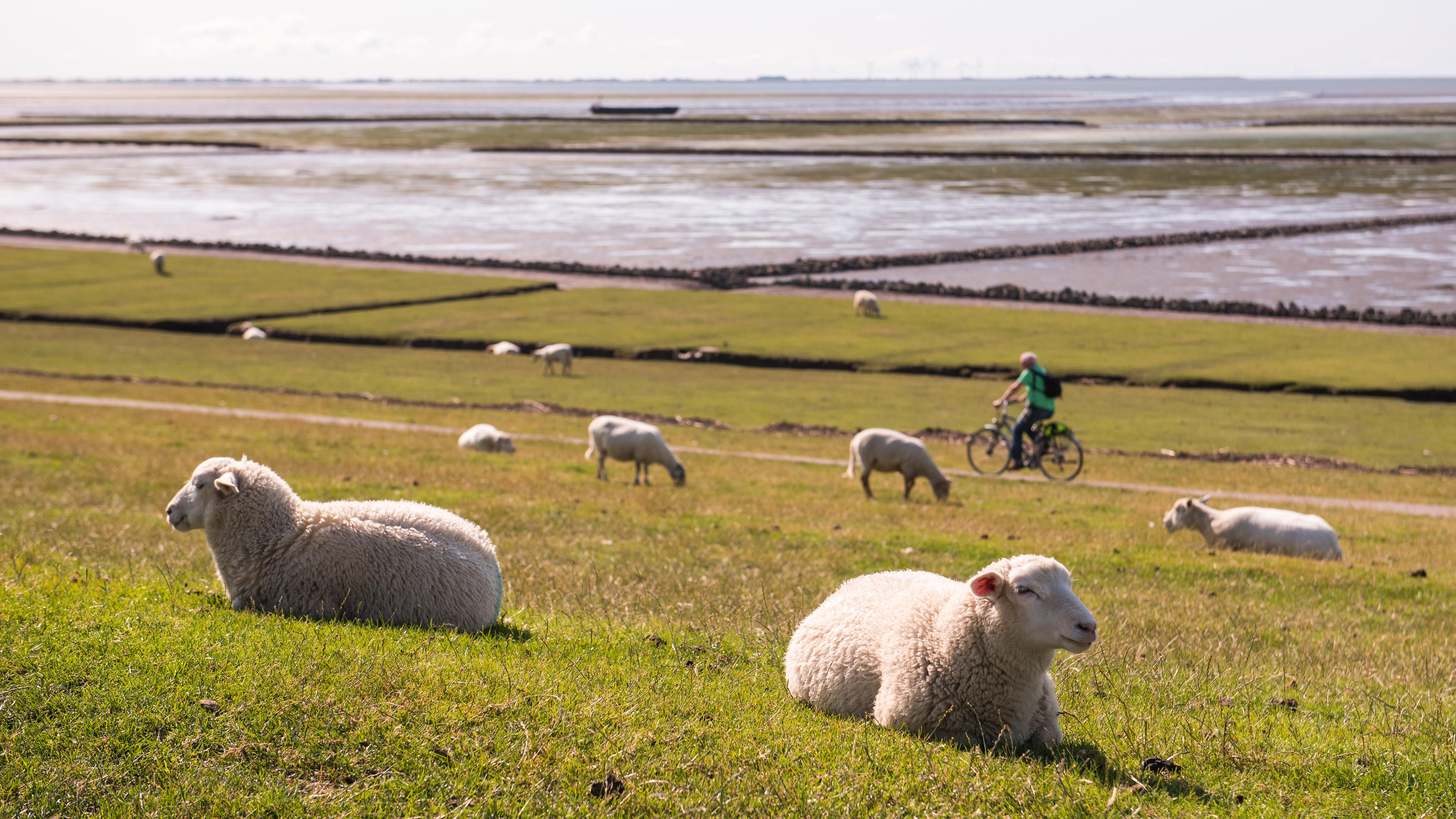 Schafe liegen auf der Halbinsel Nordstrand dem Deich vor dem Wattenmeer der Nordsee. Im Hintergrund fährt ein Fahrradfahrer entlang.