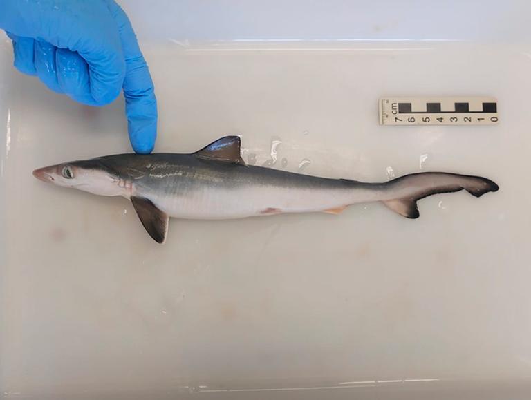 In Brasilien wird ein Scharfnasenhai auf Spuren von Kokain untersucht