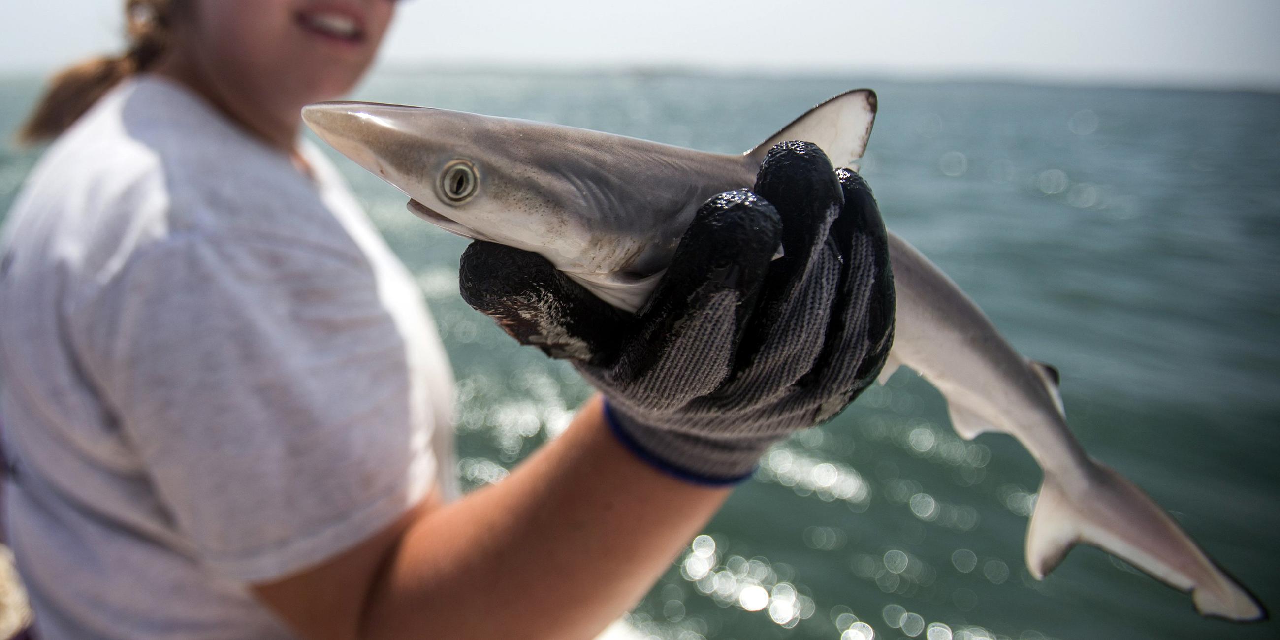 In Brasilien wird ein Scharfnasenhai auf Spuren von Kokain untersucht