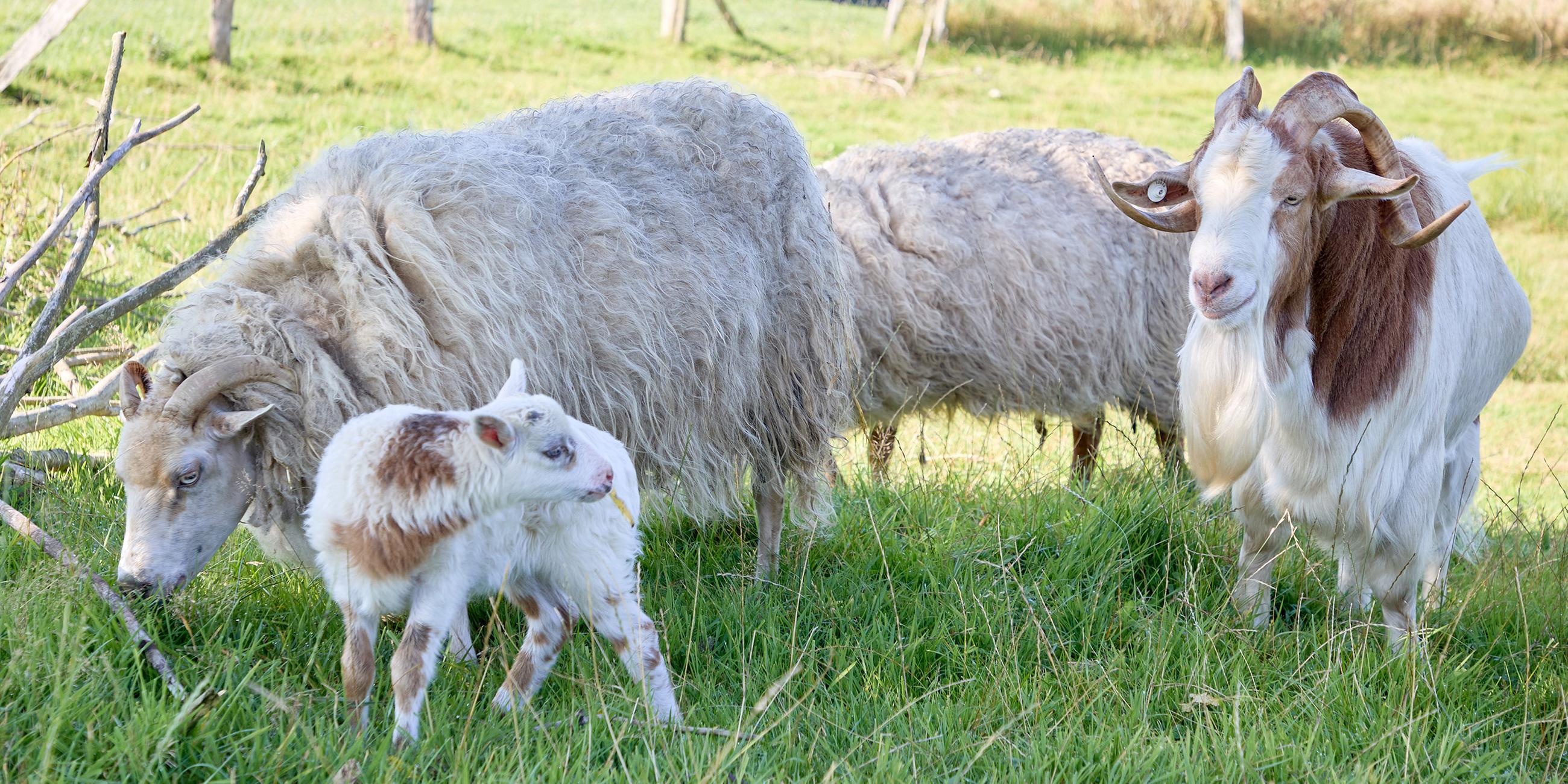 Schaf-Mama «Selma» (l), das Junge «Flumo» und Ziegenbock «Rune»