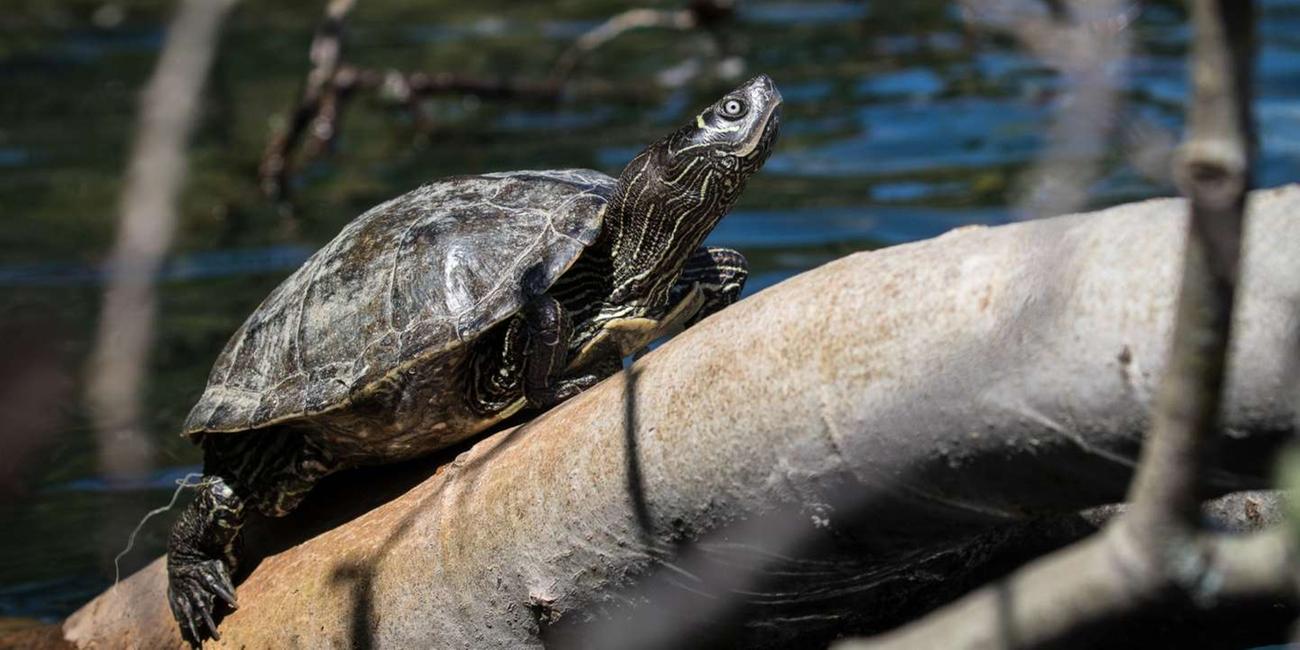 Schildkröte aus Nordamerika breitet sich in Deutschland aus