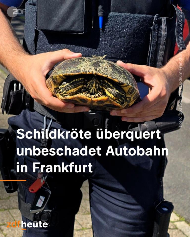 Polizist hält eine Schildkröte in den Händen