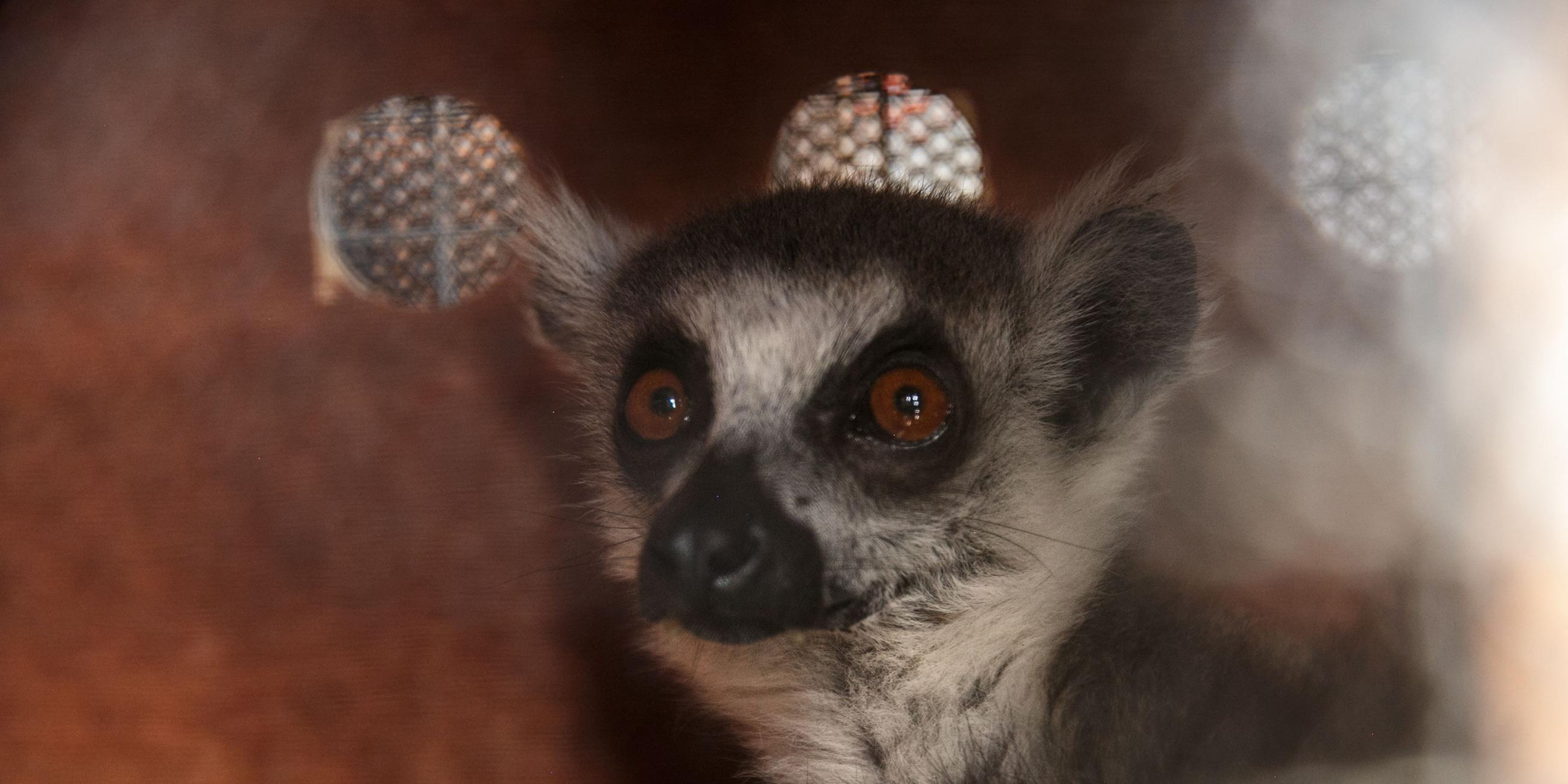 Ein Maki, eine auf Madagaskar endemische Lemurenart ist nach einer Beschlagnahmung in Antananarivo in einer Holzkiste eingesperrt